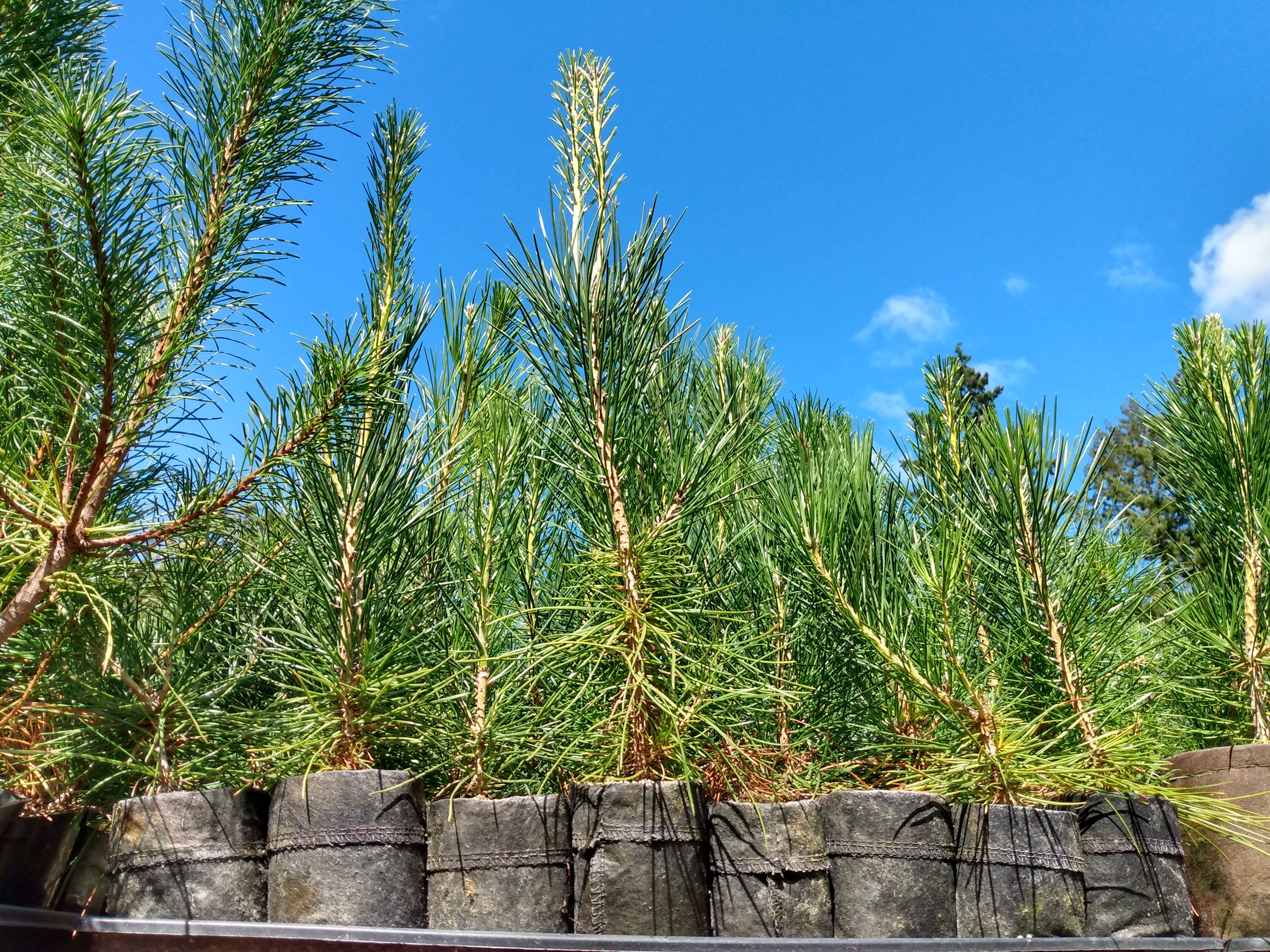 Pre-Bonsai – Left Coast Bonsai