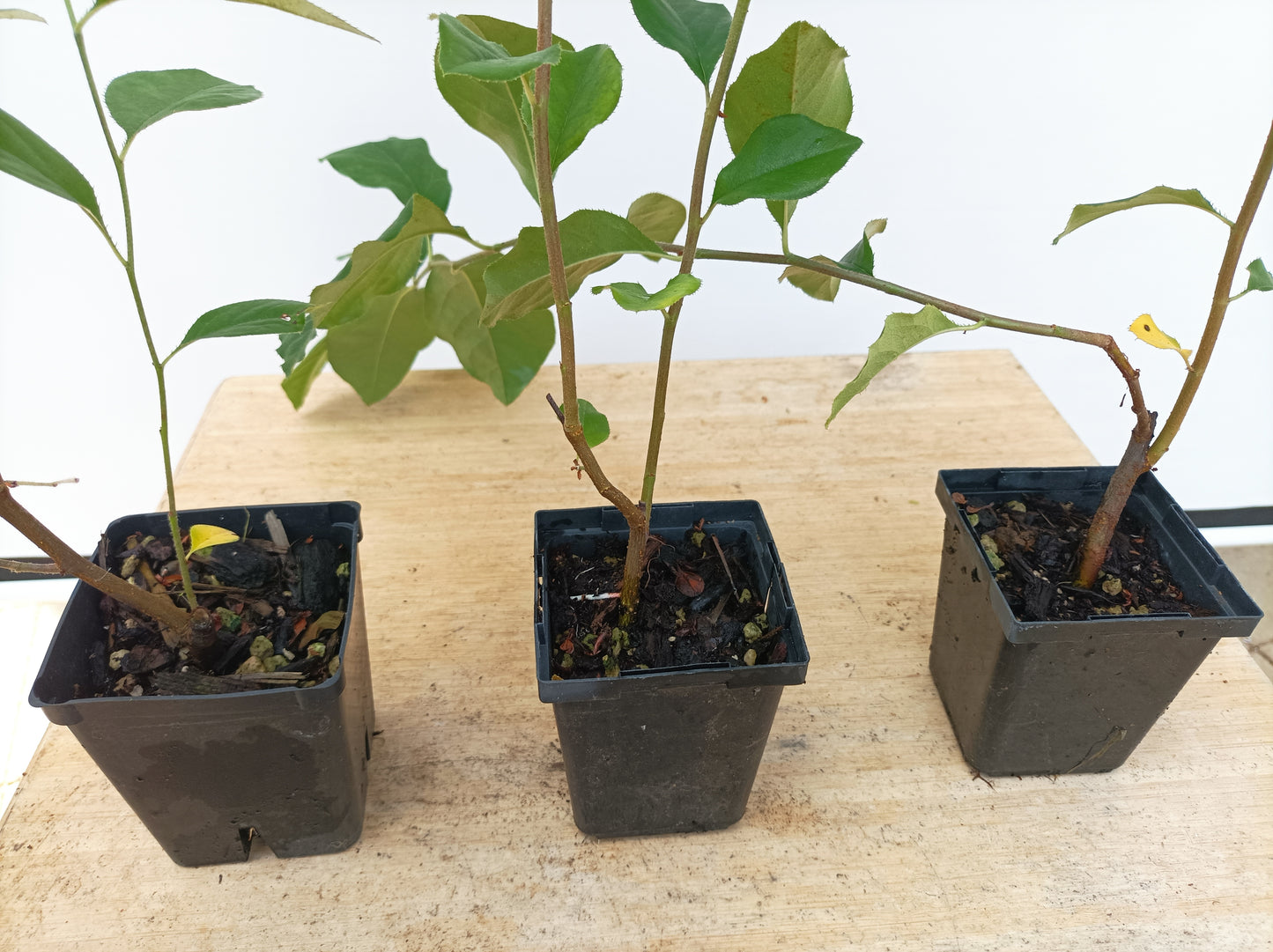 Chinese Quince-2 year old seedling