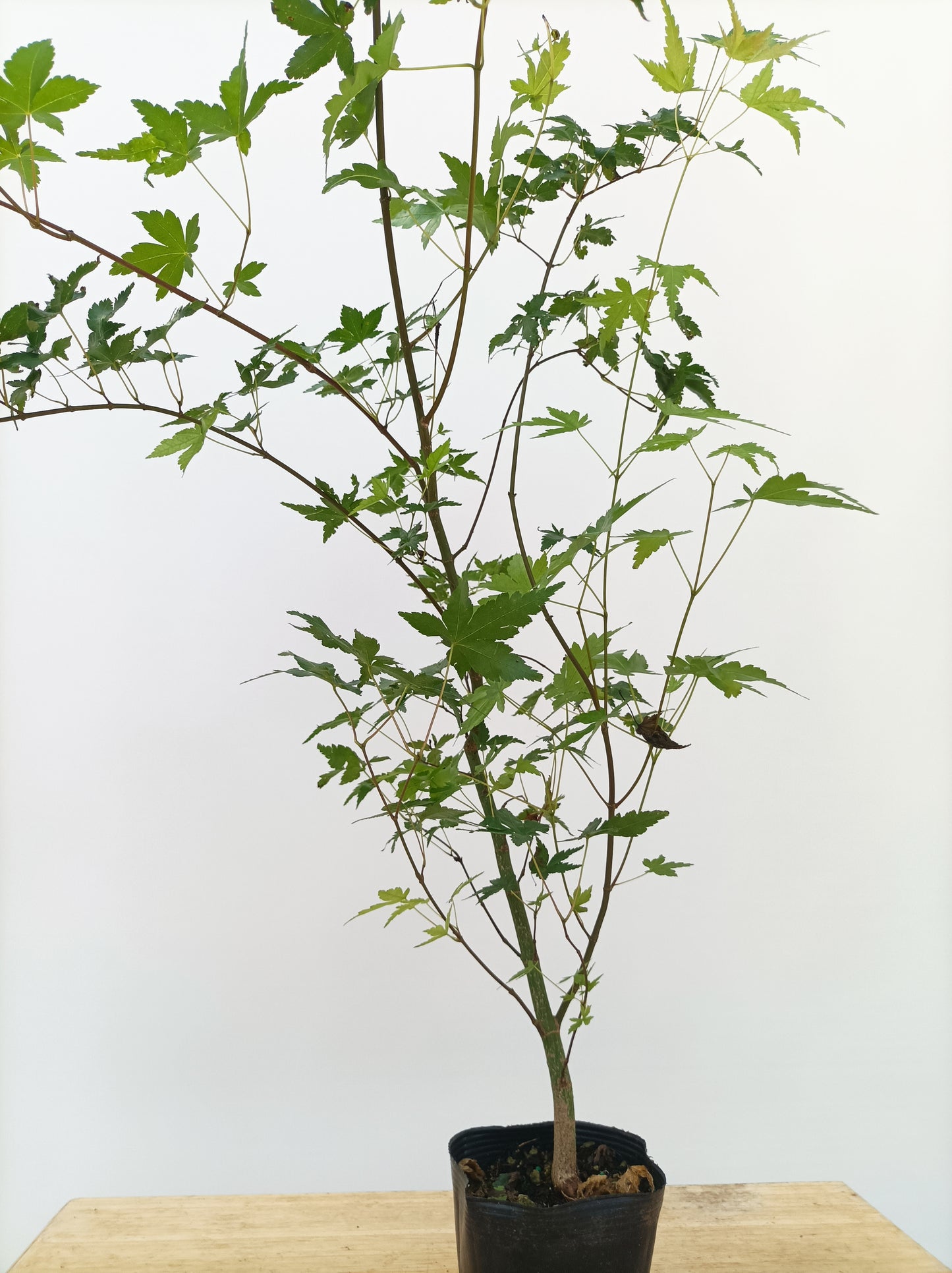 2 yo Japanese Maple seedling