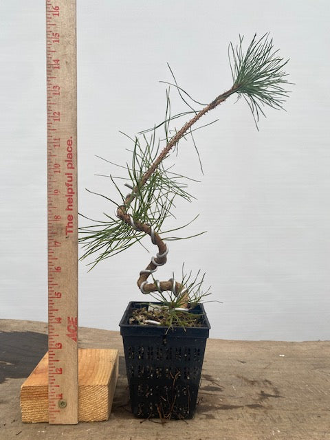 Shore Pine in a 4" pot (PC4-31)