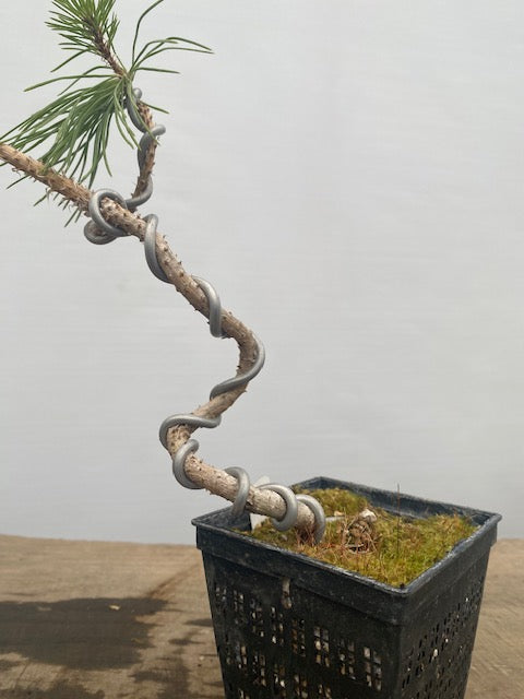 Japanese Black Pine in a 4" pot (PT4-33)
