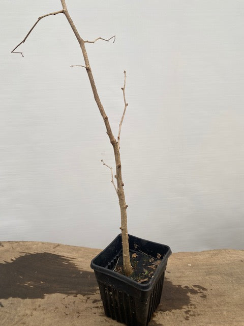 Ginkgo biloba in a 6" pot (GB6-34)