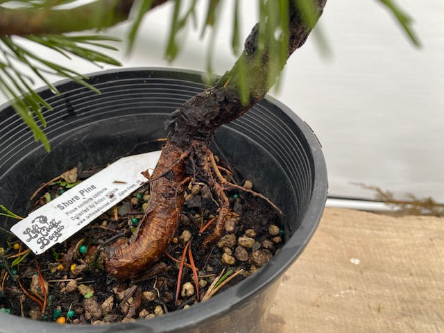 Collected Shore Pine (PCA-01)