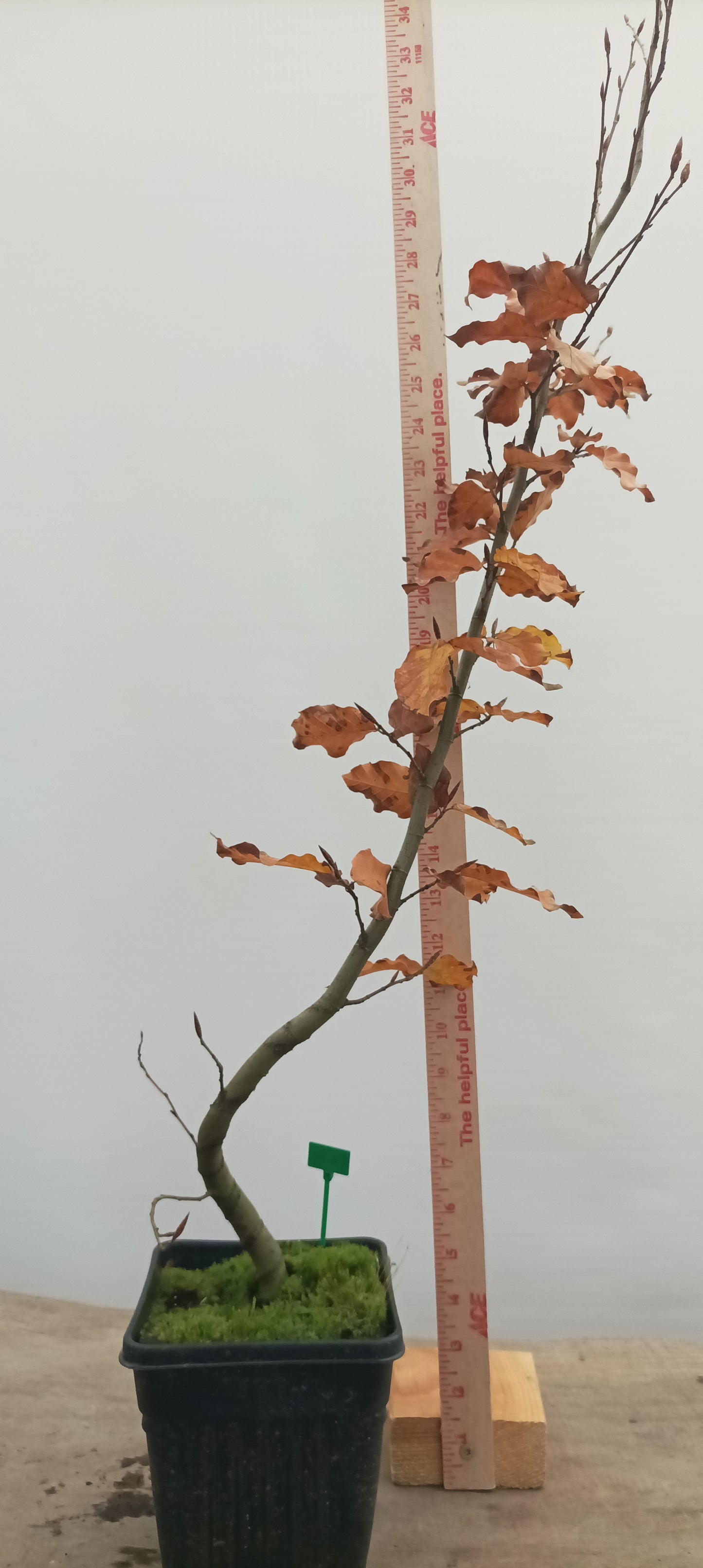 European Beech in a 6" pot (FS6-26)