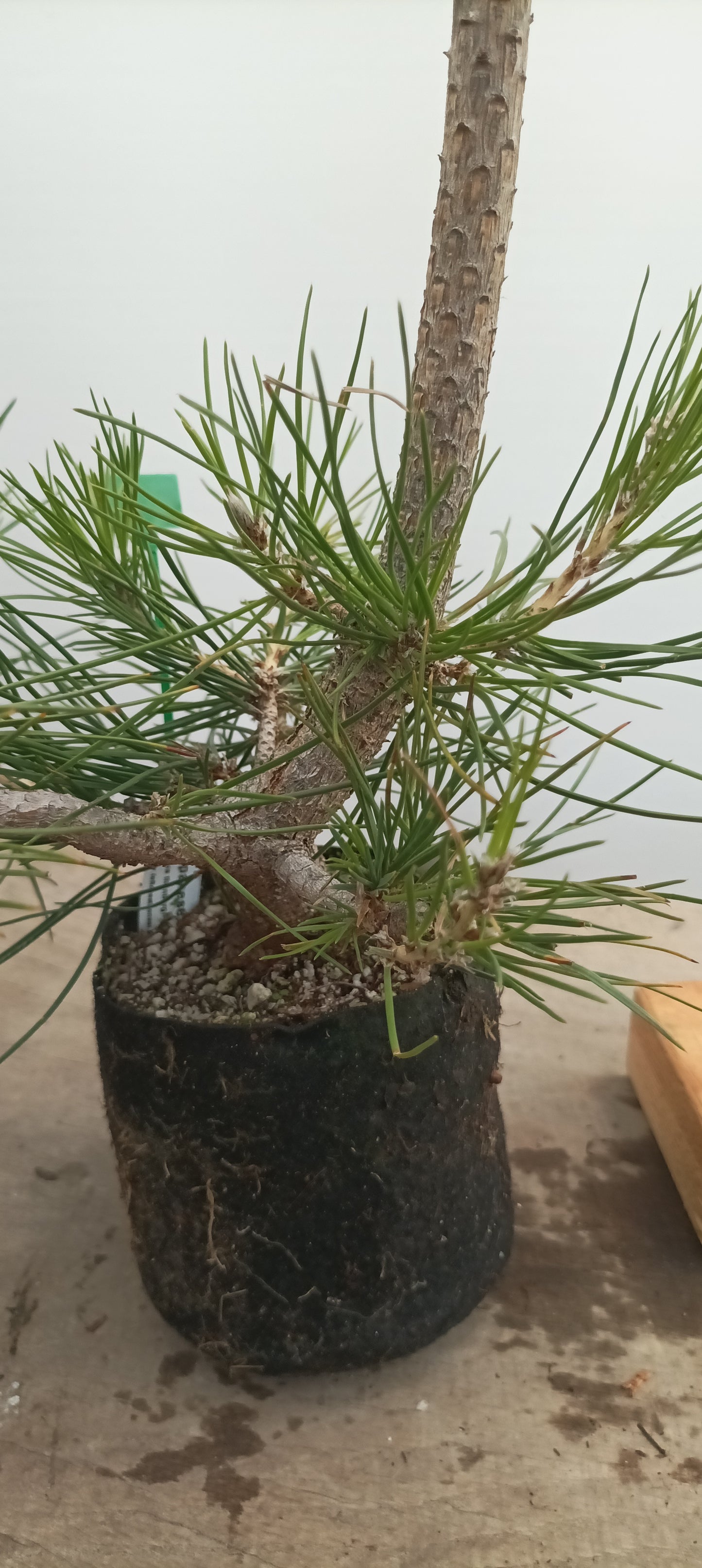 Japanese Black Pine in 6" grow bag (PTB-24)