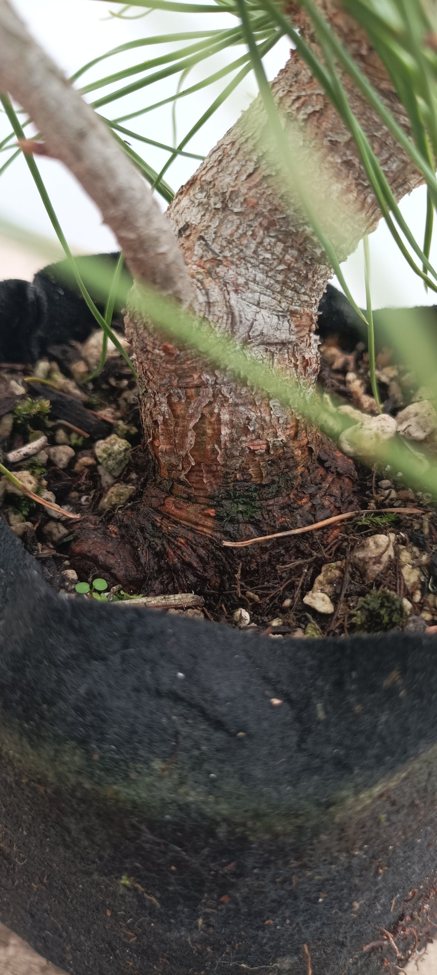 Scots Pine in 6" grow bag (PSB-21)