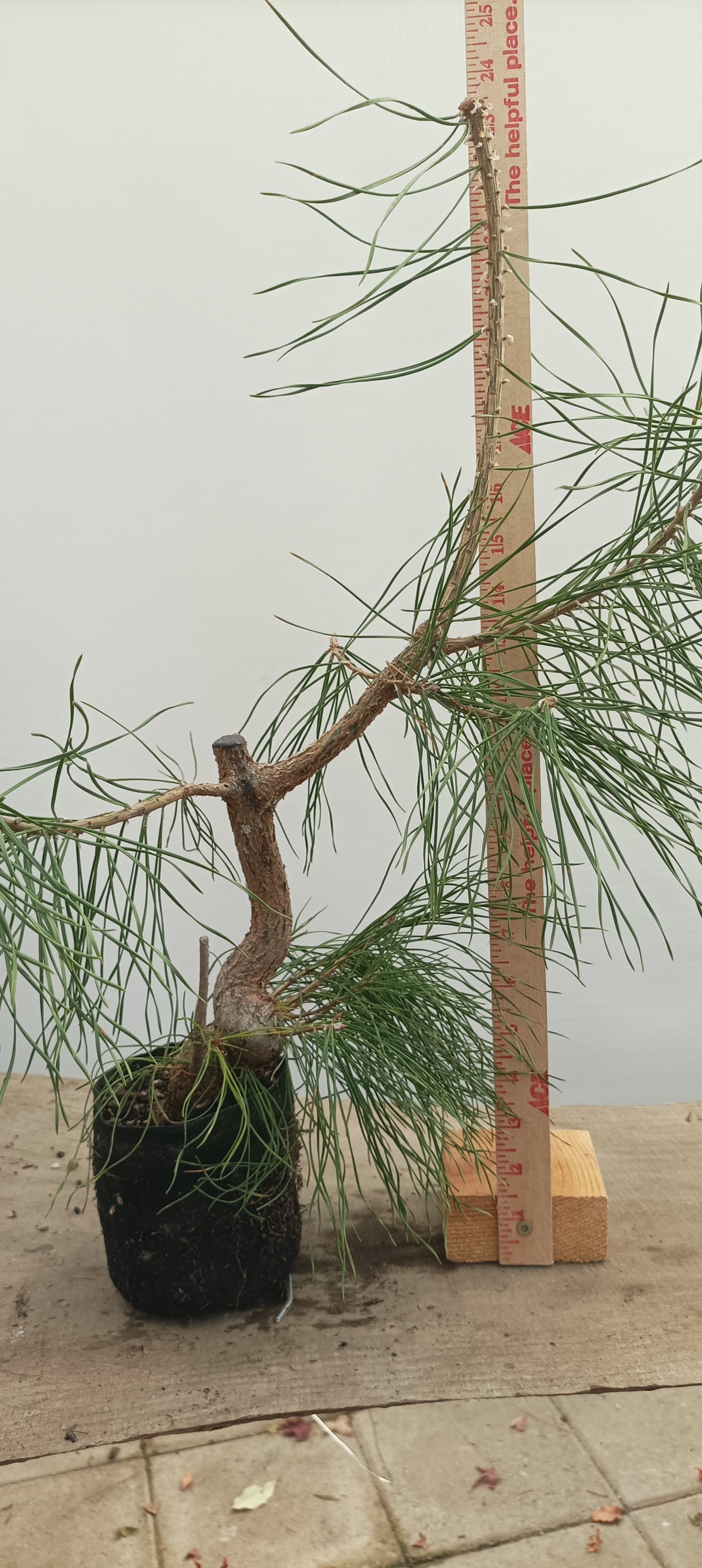 Scots Pine in 6" grow bag (PSB-23)