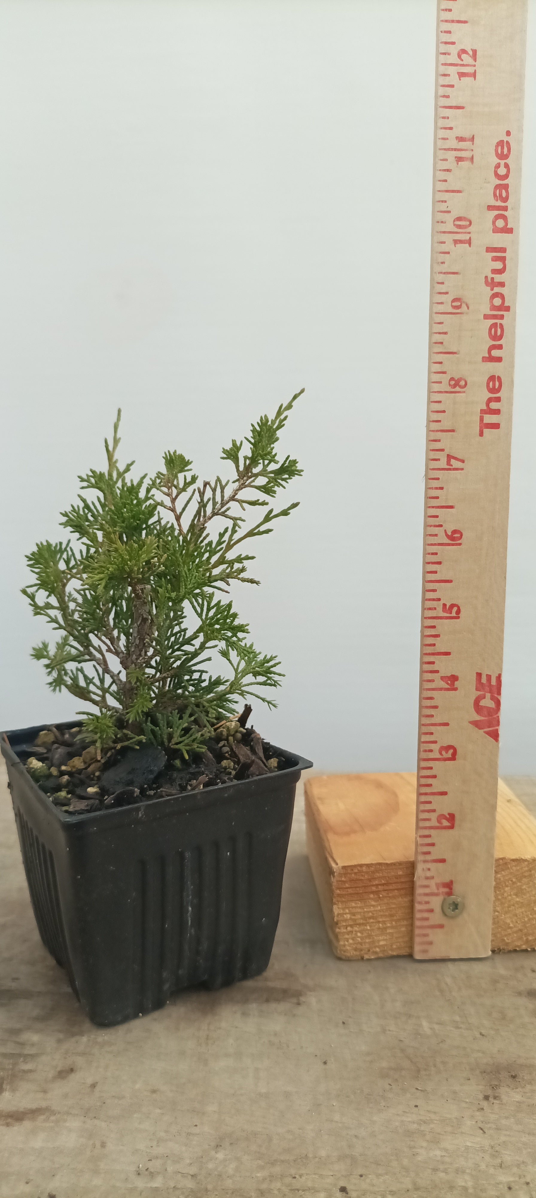 Itoigawa juniper whips- 1 year old – Left Coast Bonsai