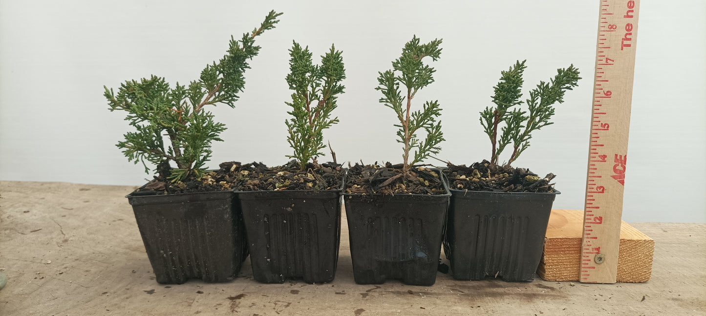 Kishu juniper whips- 1 year old