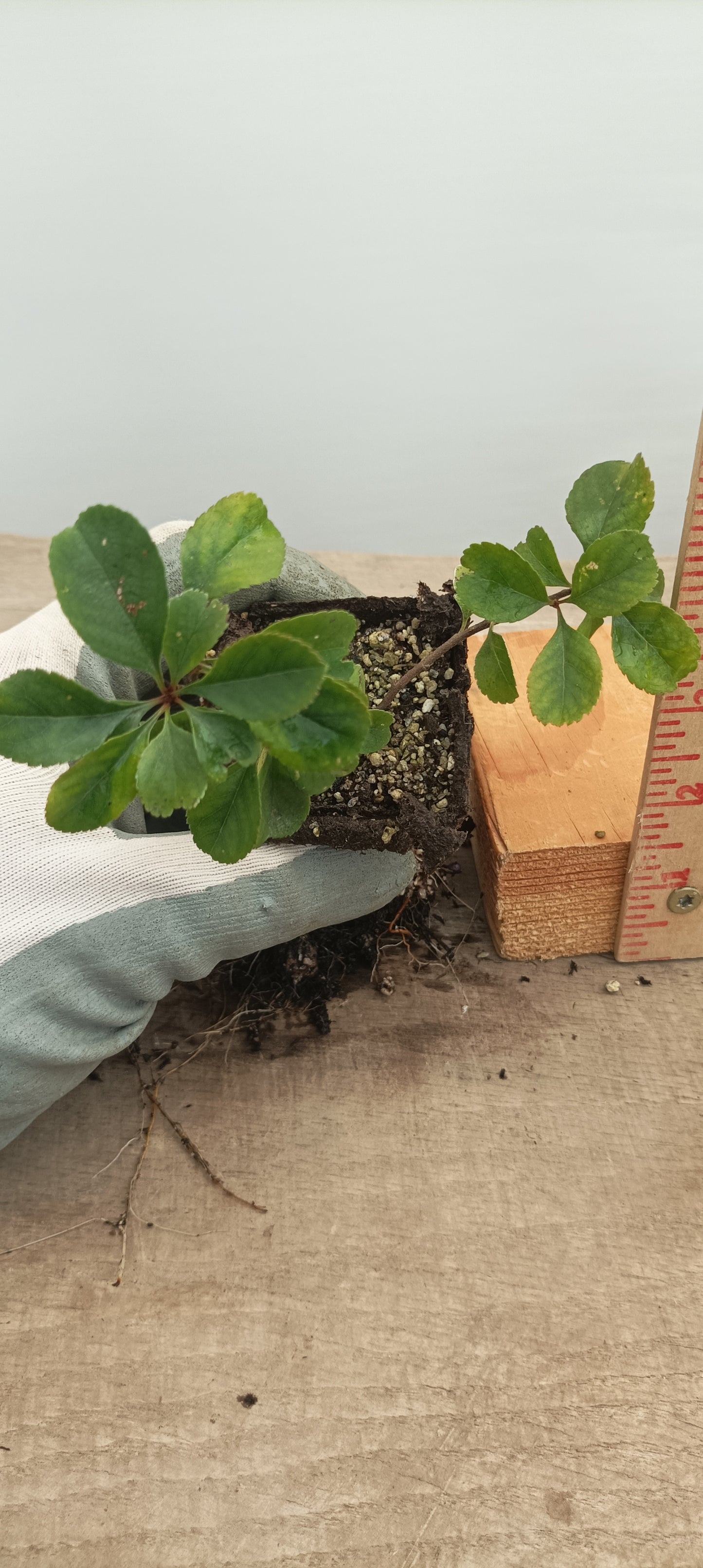 Chojubai-White flower 1 year old cutting