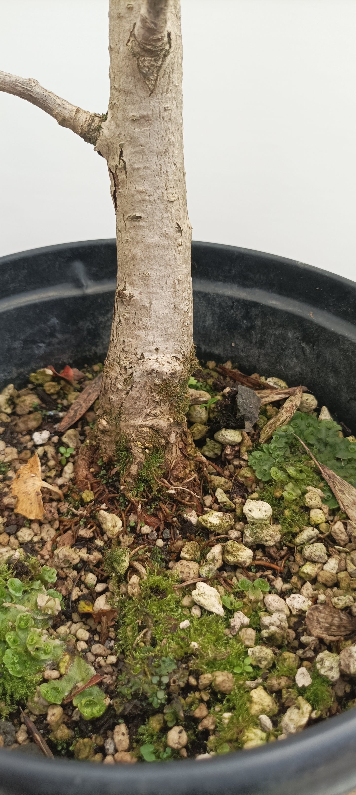 Ginkgo biloba in a gallon pot (GBG-21)