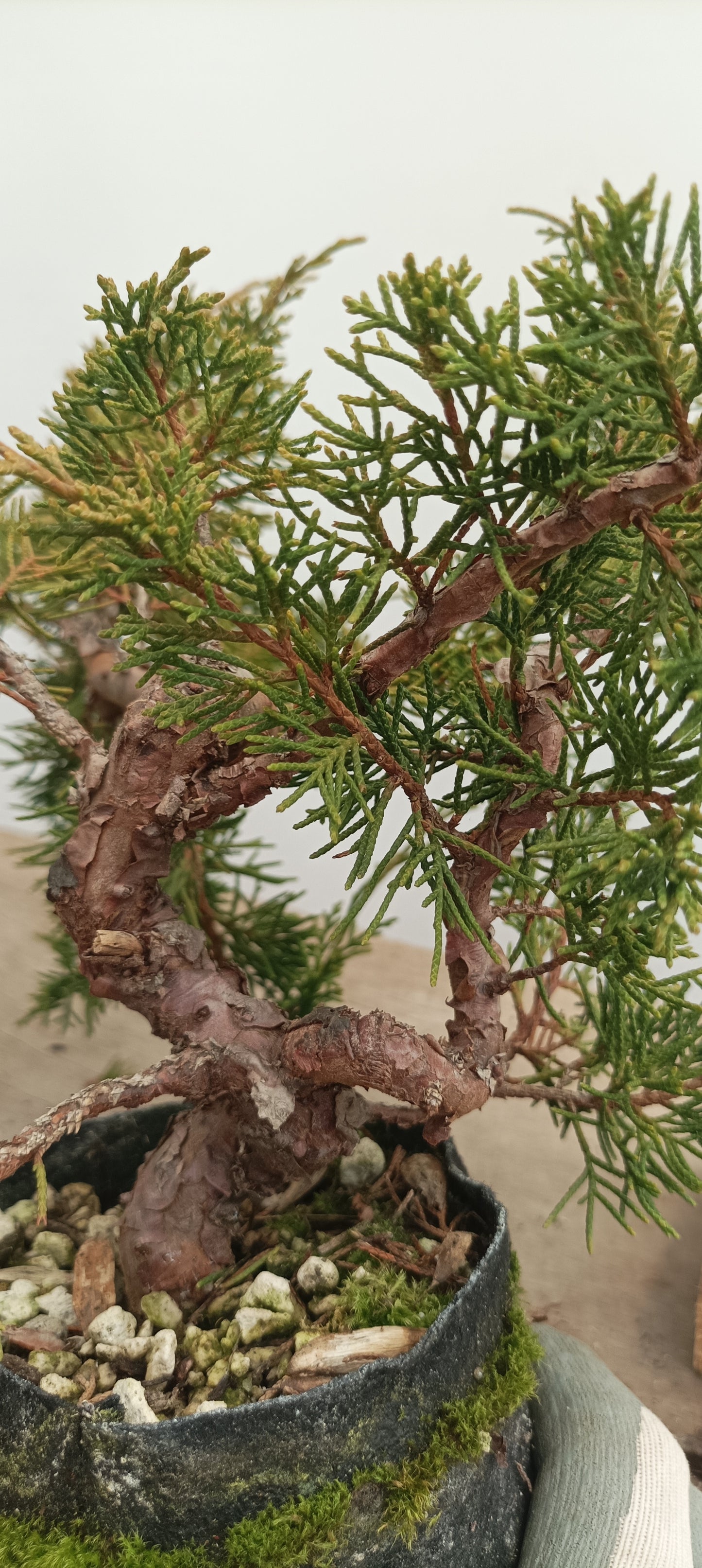 Itoigawa Juniper in an 5" grow bag (JCB-25)