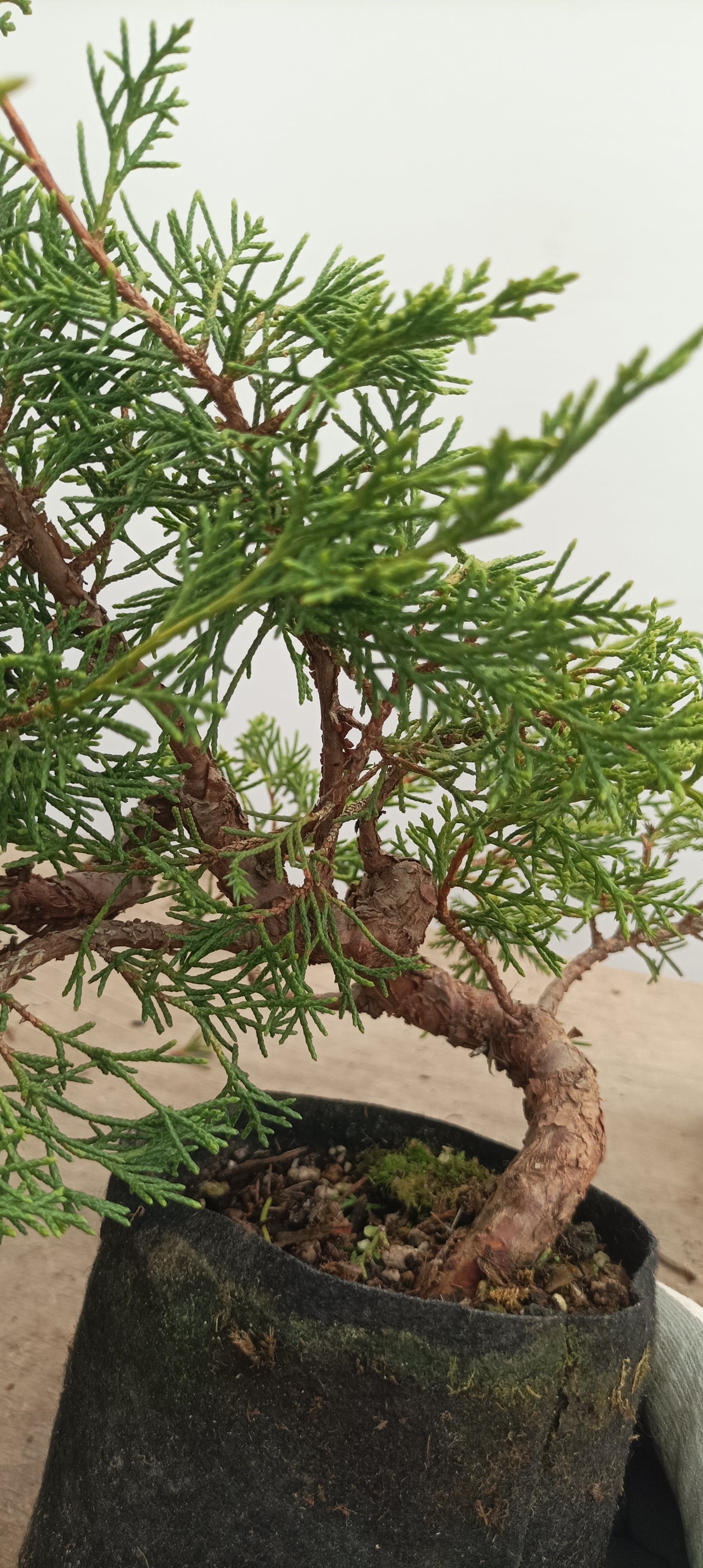 Itoigawa Juniper in an 5" grow bag (JCB-23)