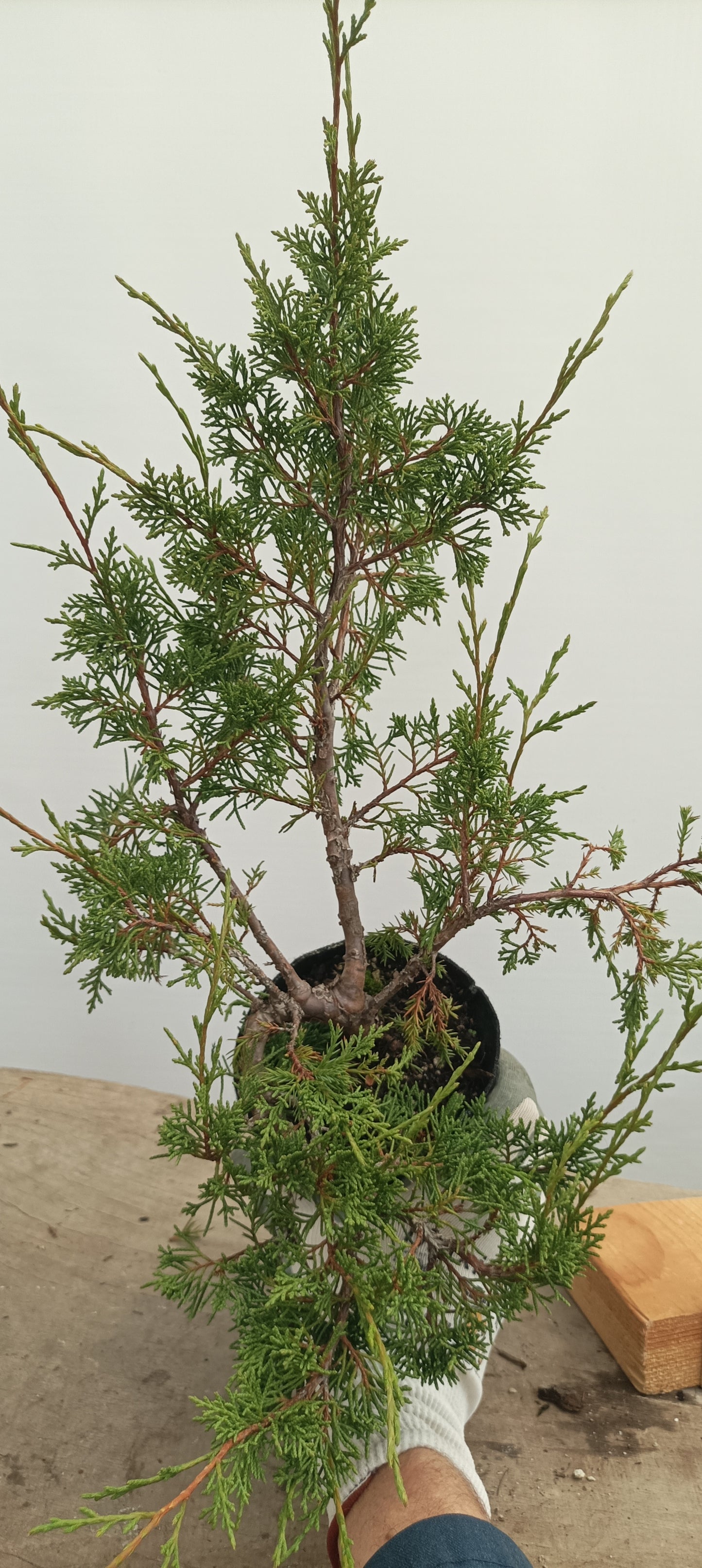 Itoigawa Juniper in an 5" grow bag (JCB-26)