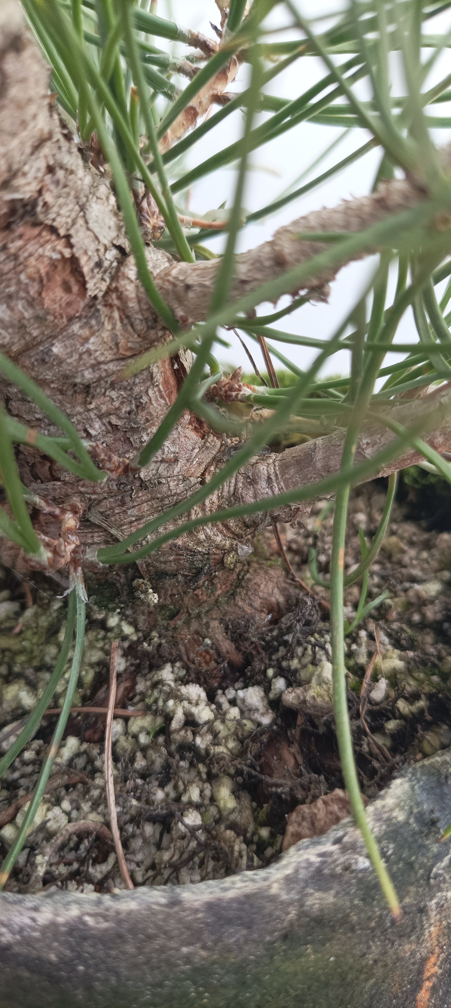 Japanese Black Pine in 6" grow bag (PTB-28)