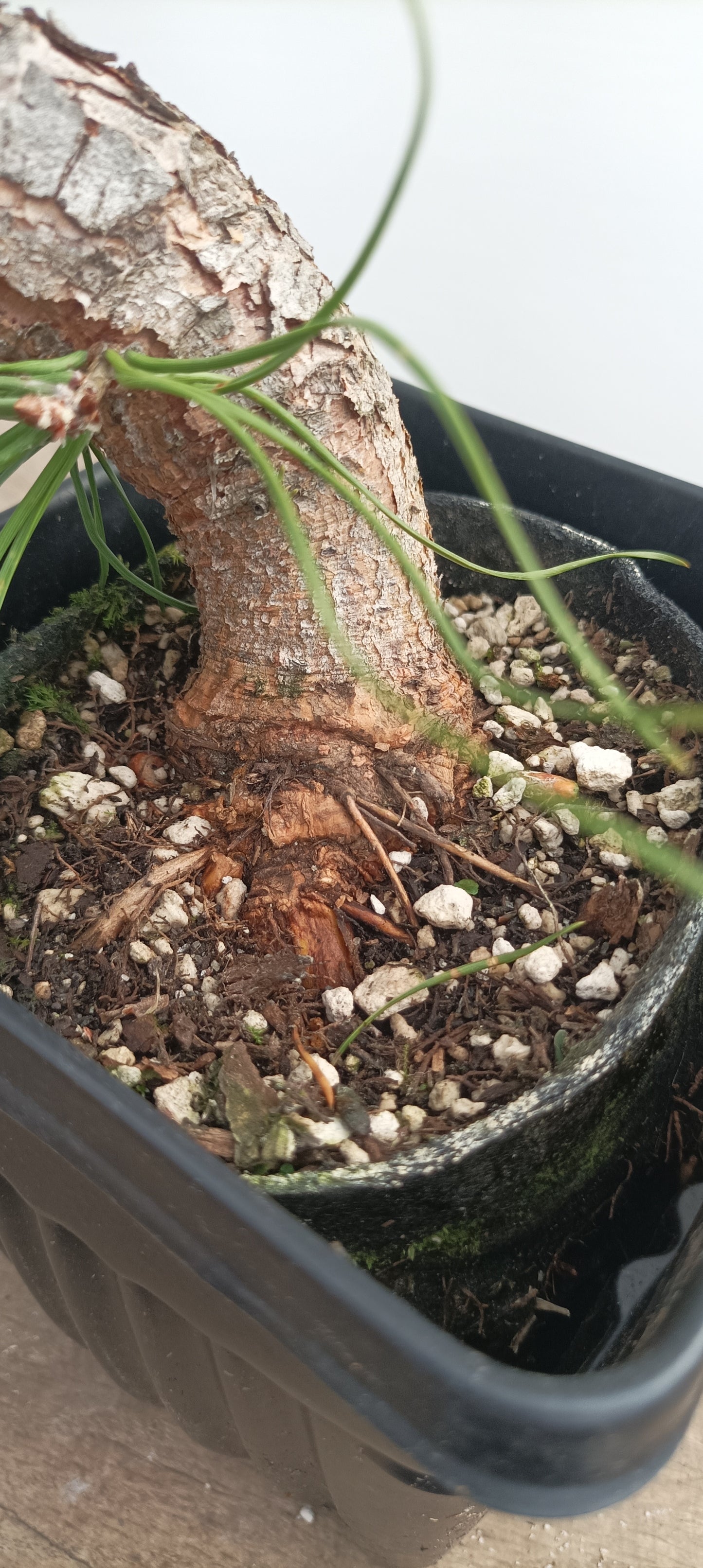 Scots Pine in 8" grow basket (PSB-27)