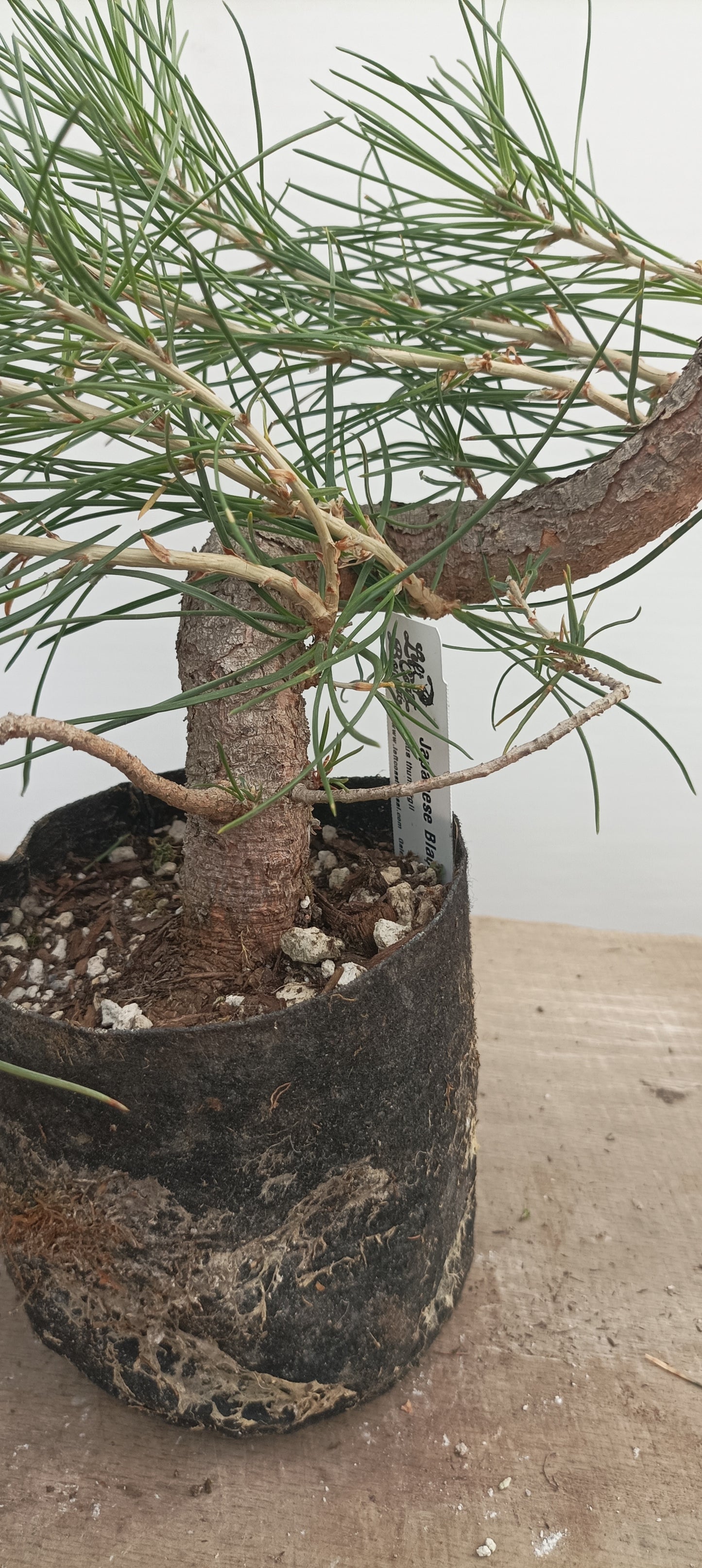 Japanese Black Pine in 6" grow bag (PTB-29)