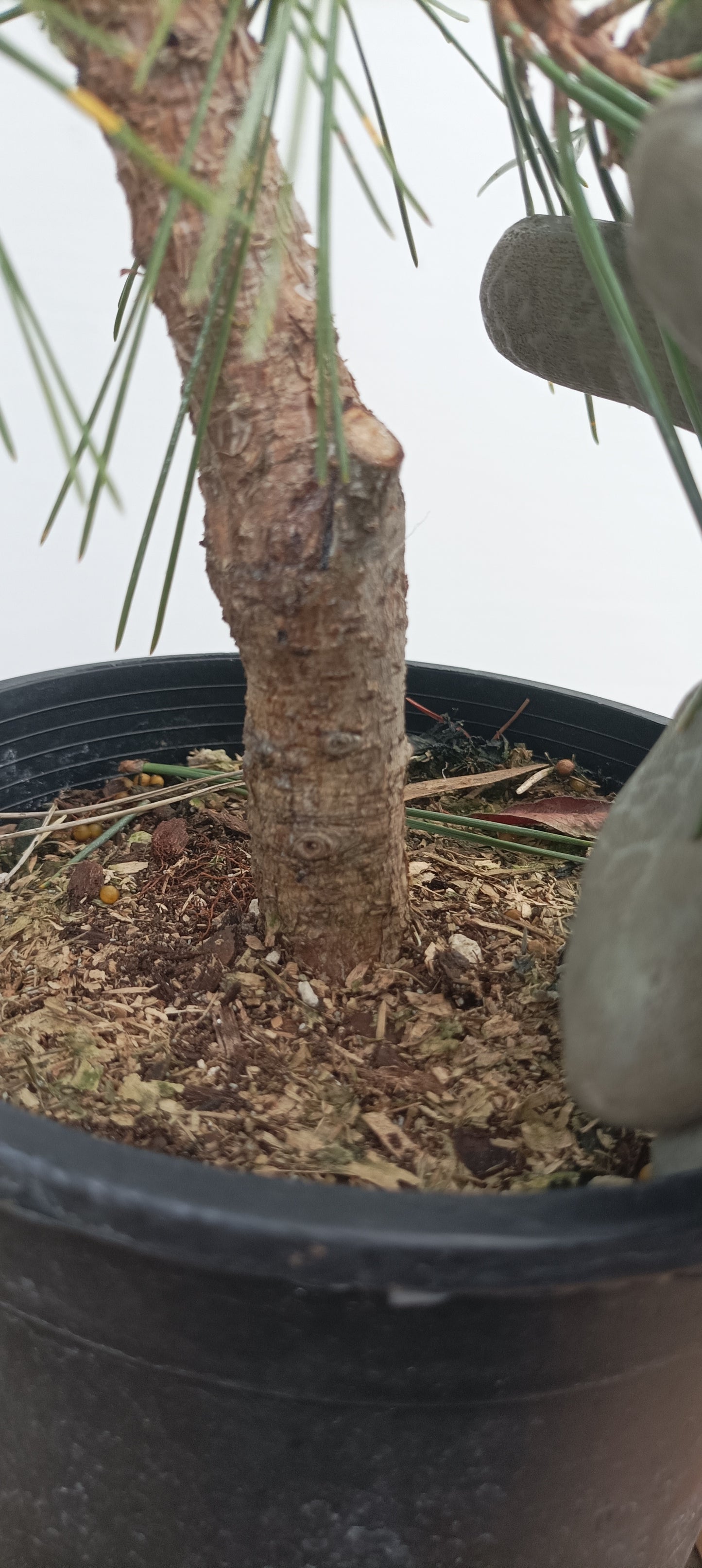 'Yatsubusa' Japanese Black pine (YAT-01)