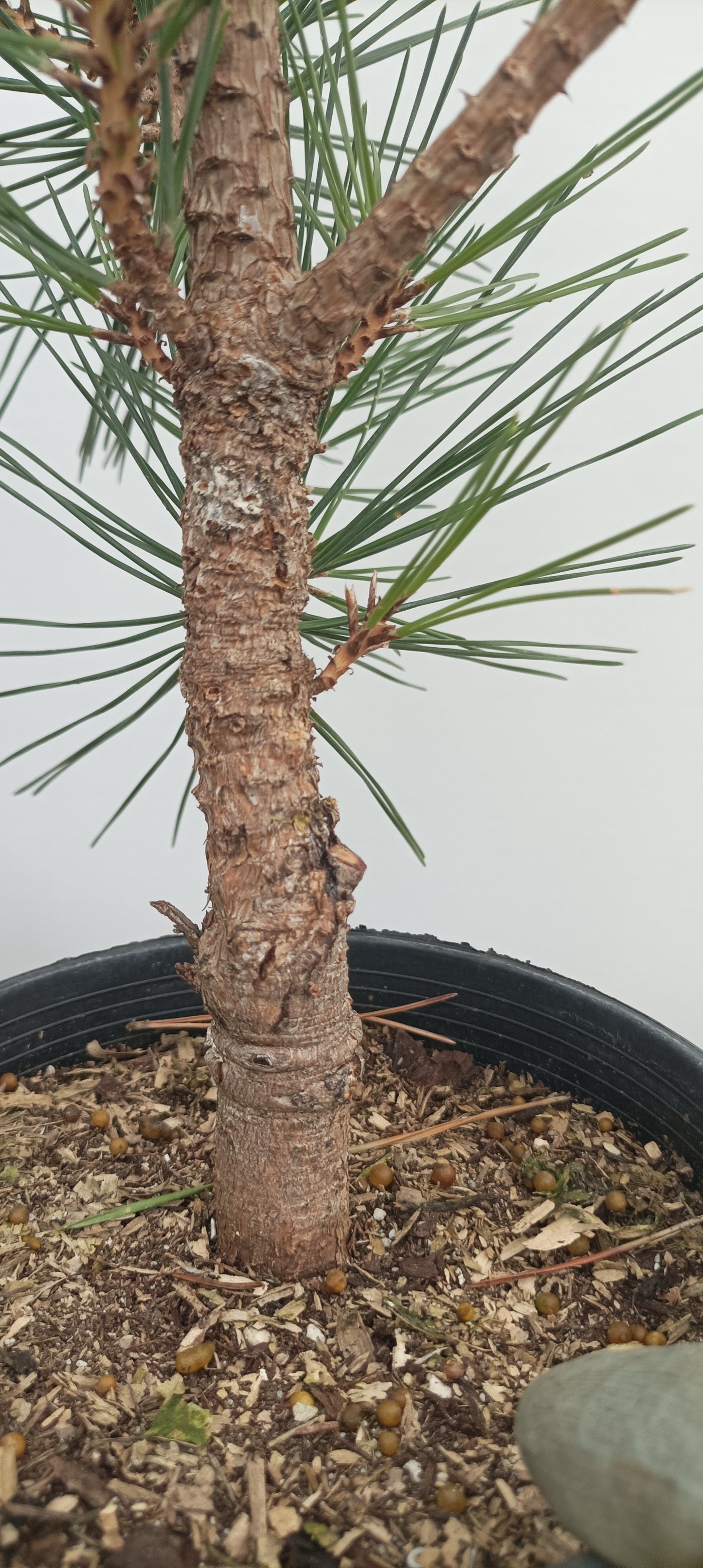 'Yatsubusa' Japanese Black pine (YAT-03)