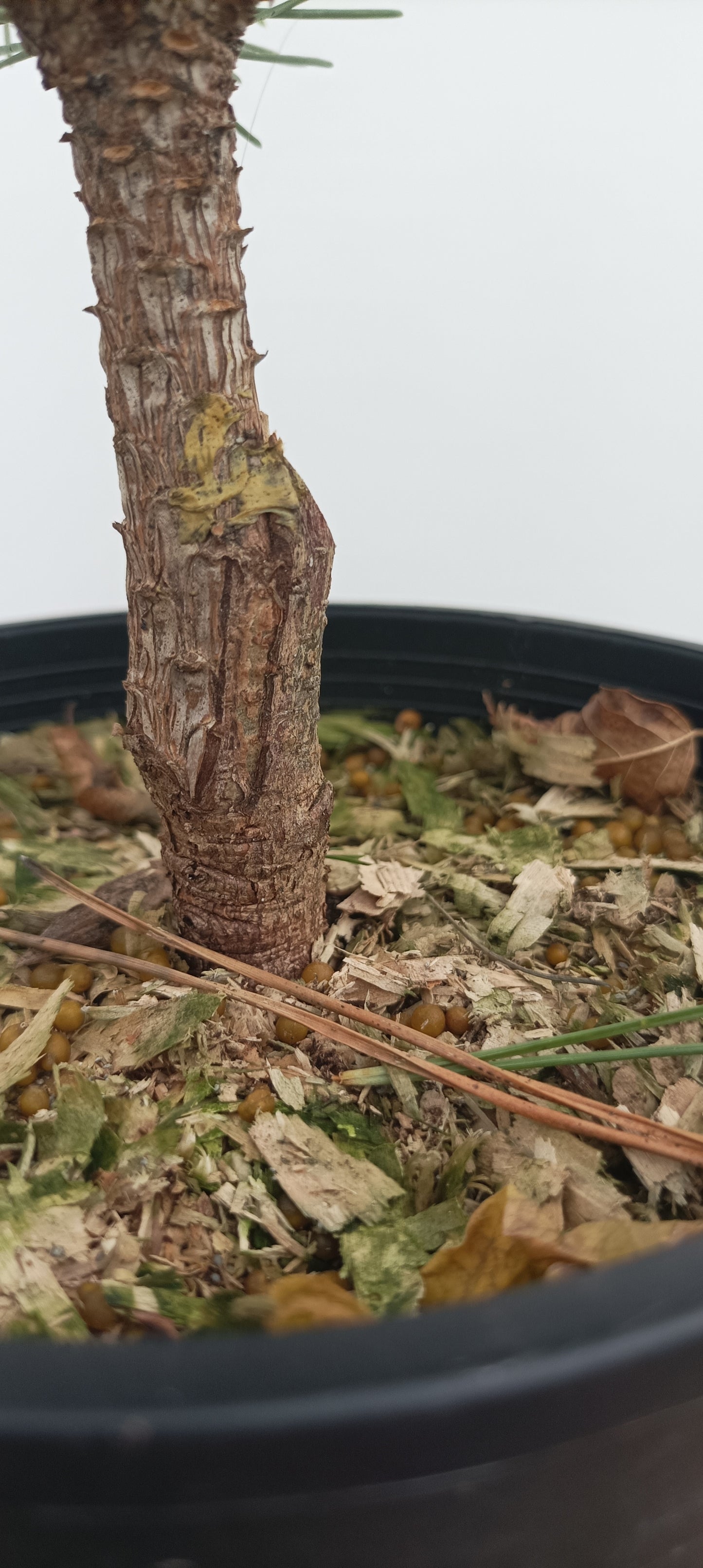 'Gan Seki Sho Yatsubusa' Japanese Black pine (GAN-04)