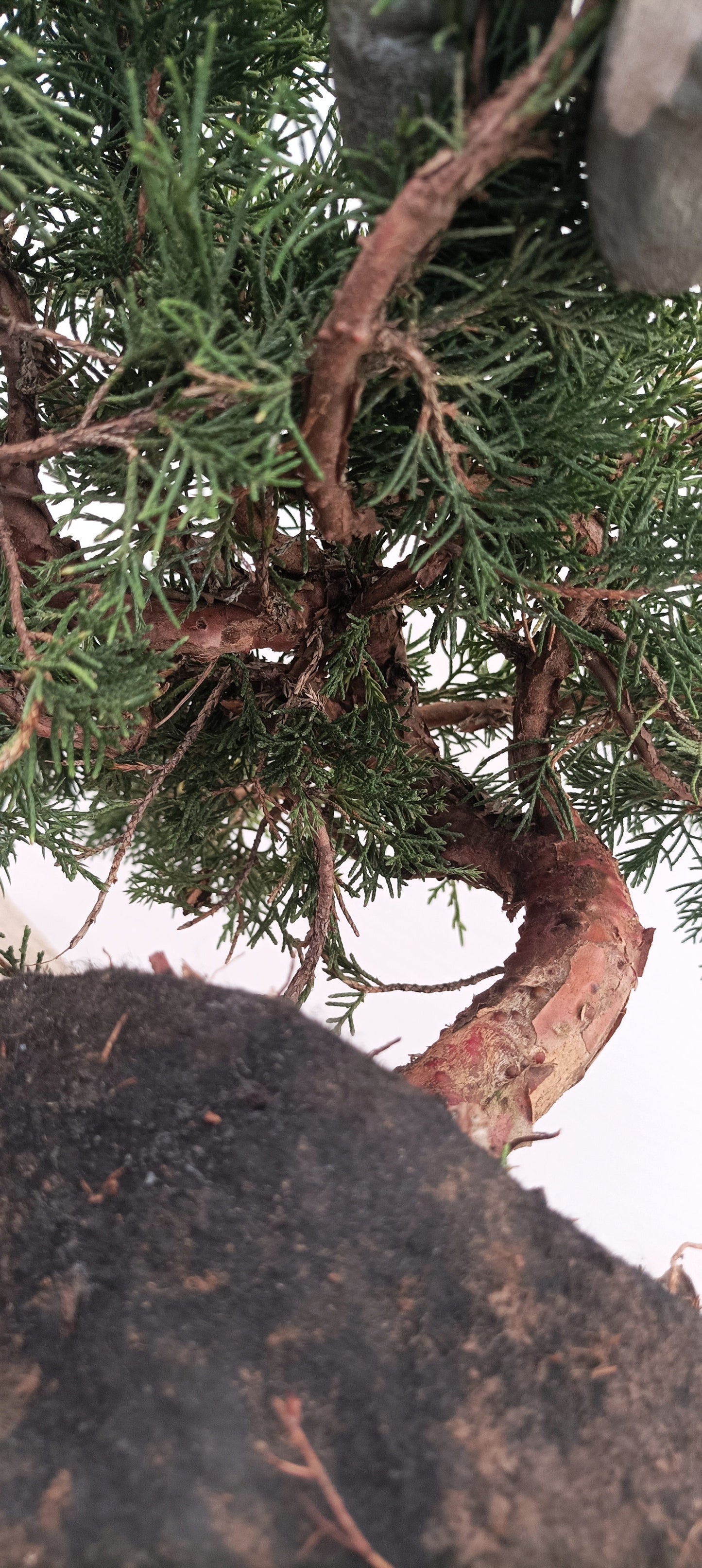 Itoigawa Juniper (Thanksgiving Auction 2025)