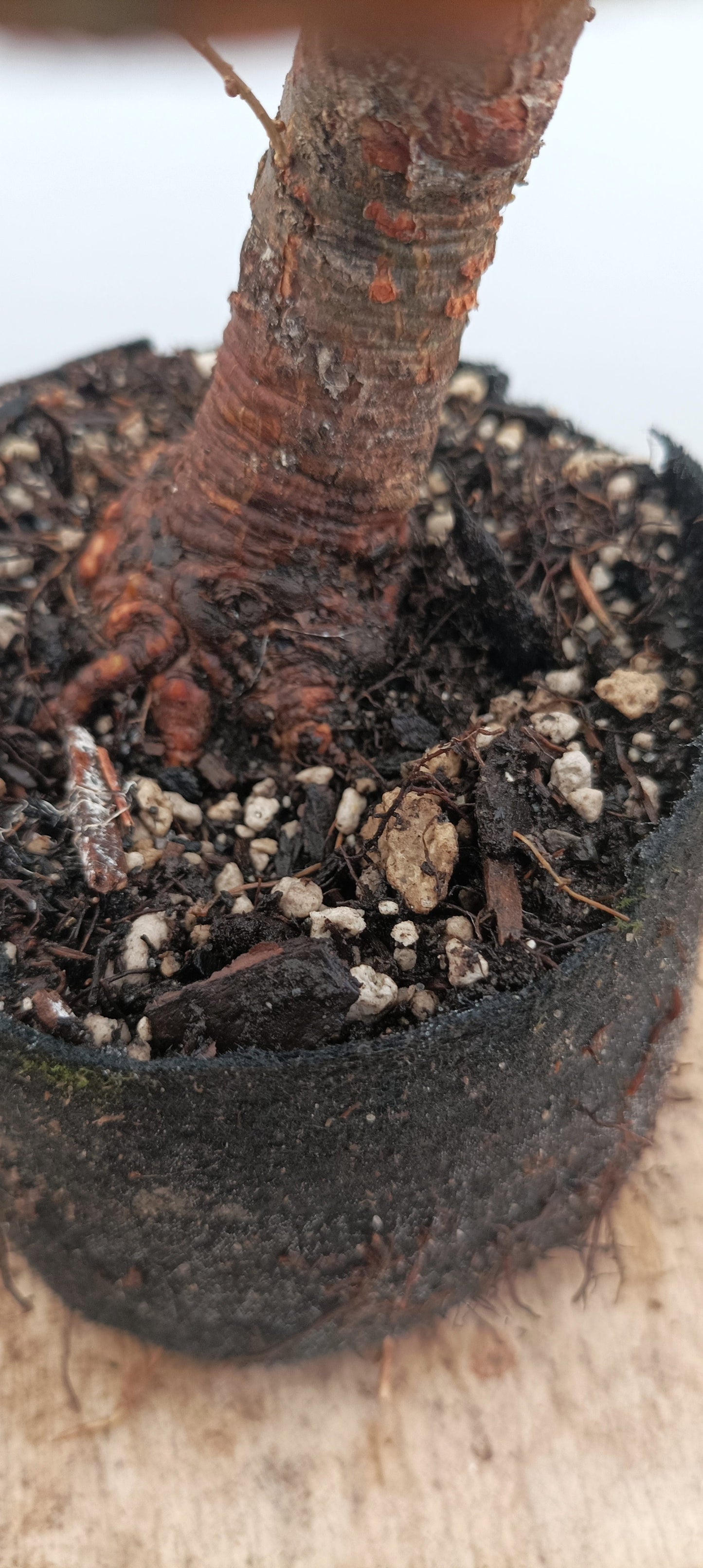 Japanese Larch (Thanksgiving Auction 2025)