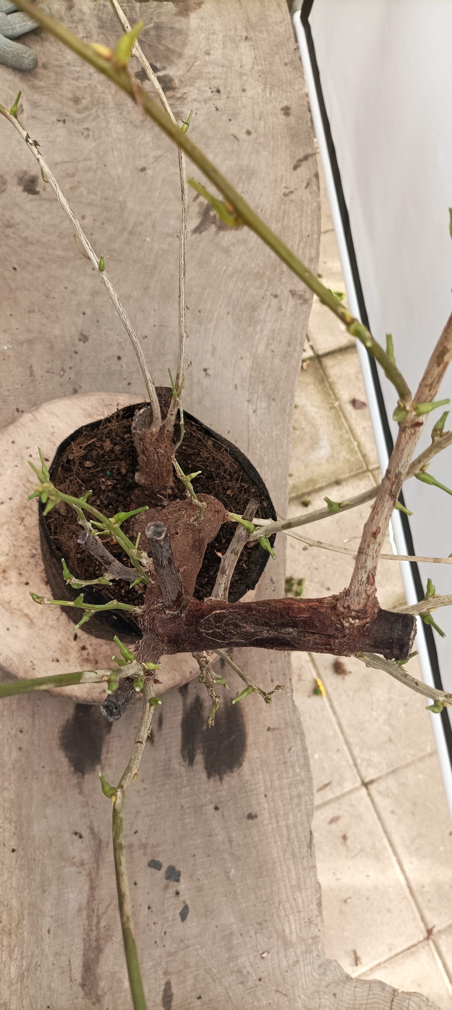 Chinese Wisteria (Thanksgiving Auction 2025)