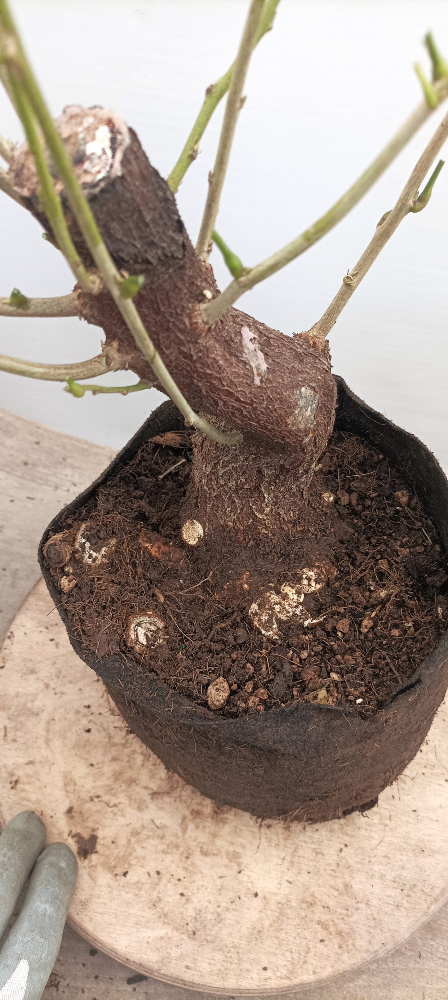 Chinese Wisteria (Thanksgiving Auction 2025)