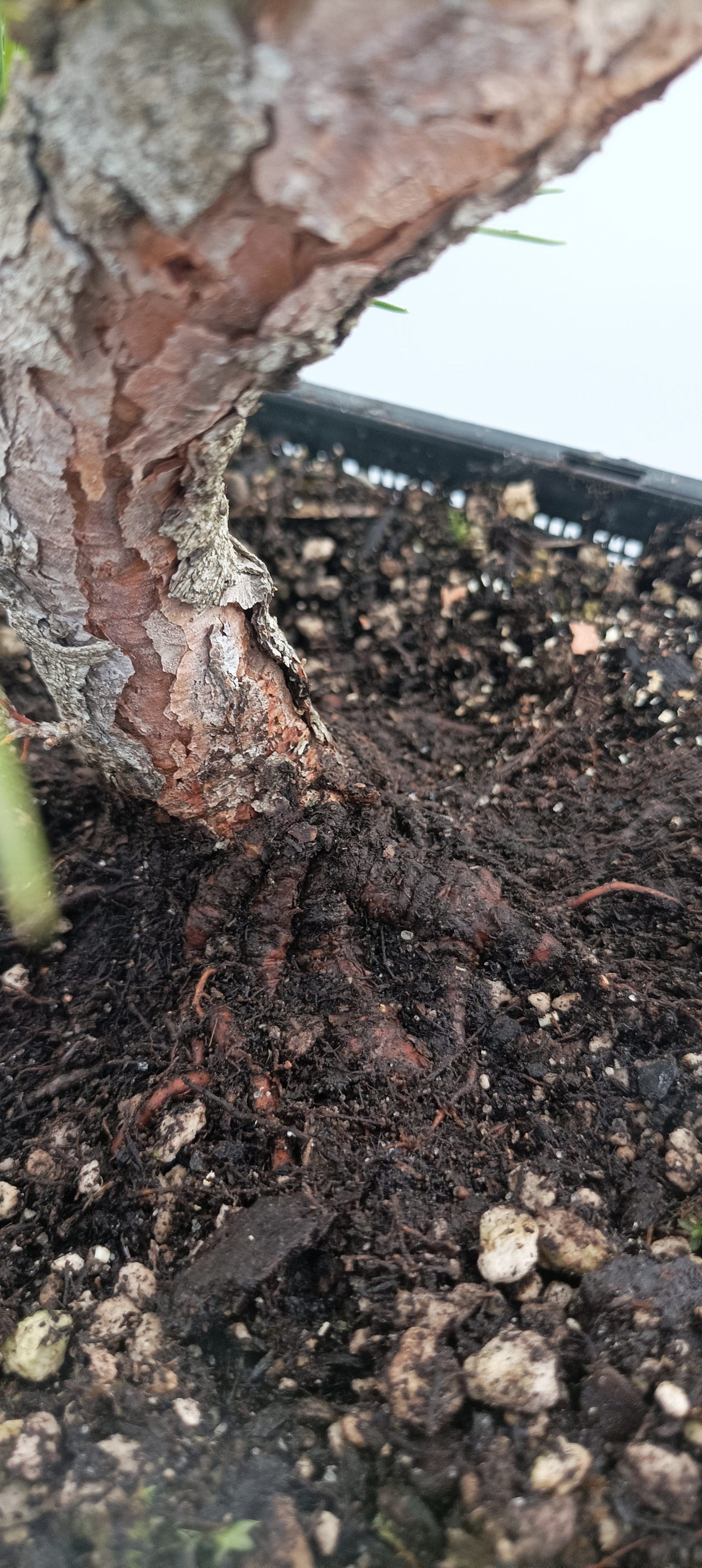 Japanese Black Pine (Thanksgiving Auction 2025)