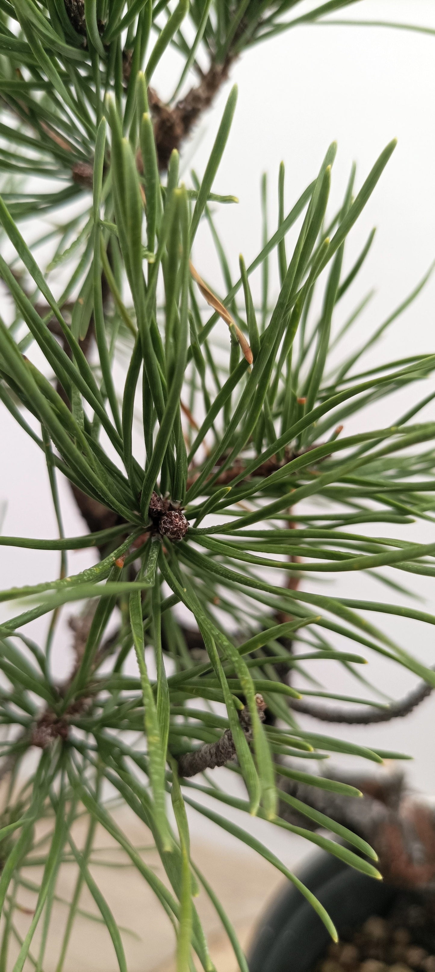 Collected Shore Pine (Thanksgiving Auction 2025)