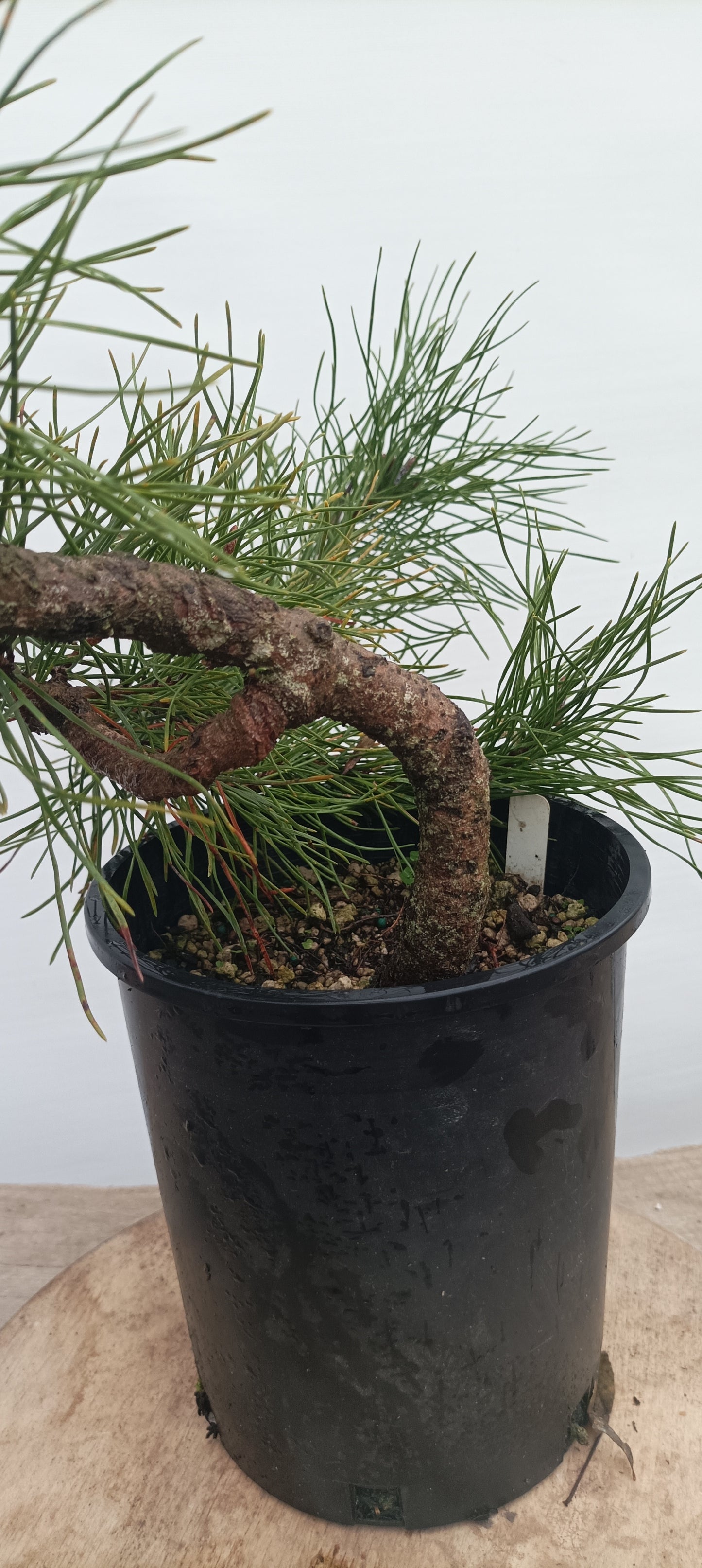 Shore Pine in a gallon pot (PCG-20)