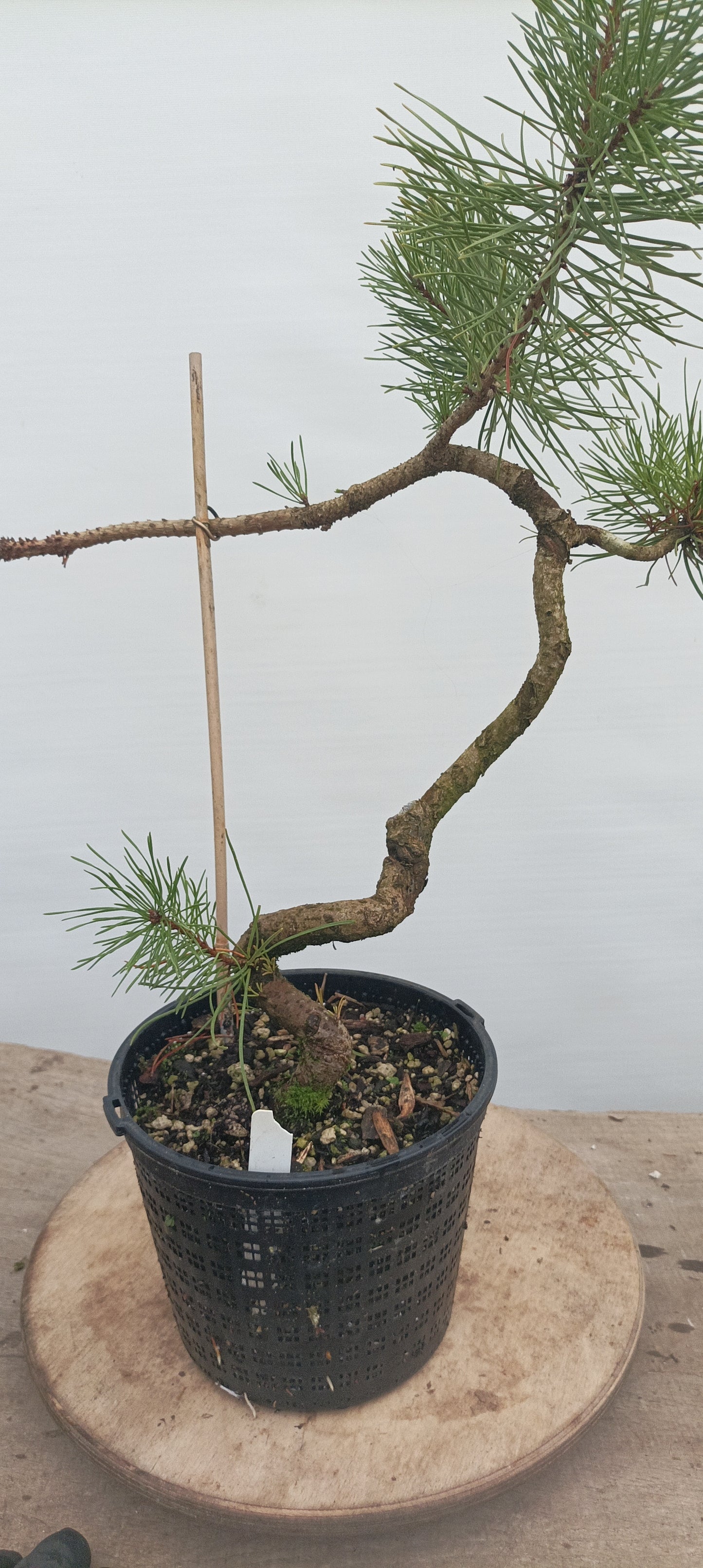 Shore Pine in a gallon pot (PCG-21)