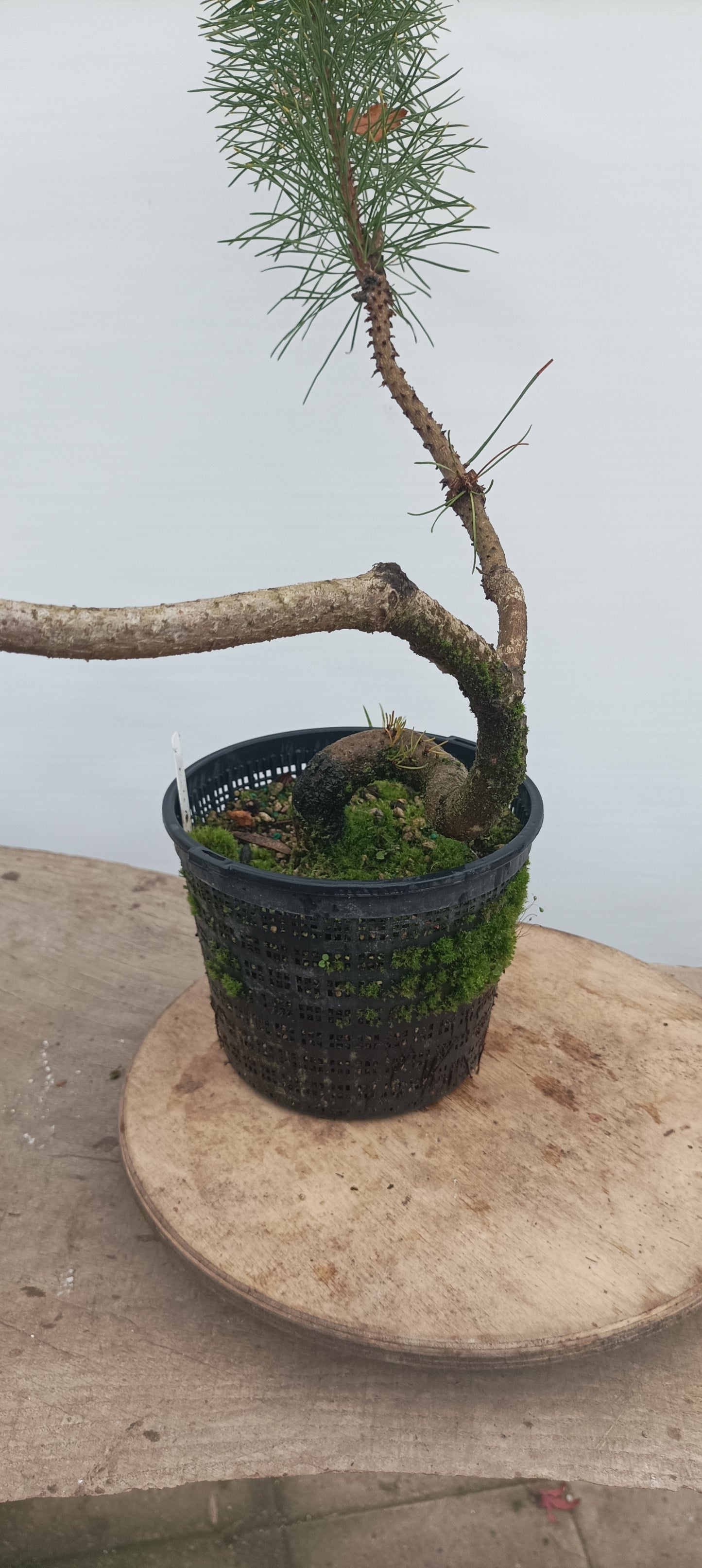 Shore Pine in a gallon pot (PCG-22)