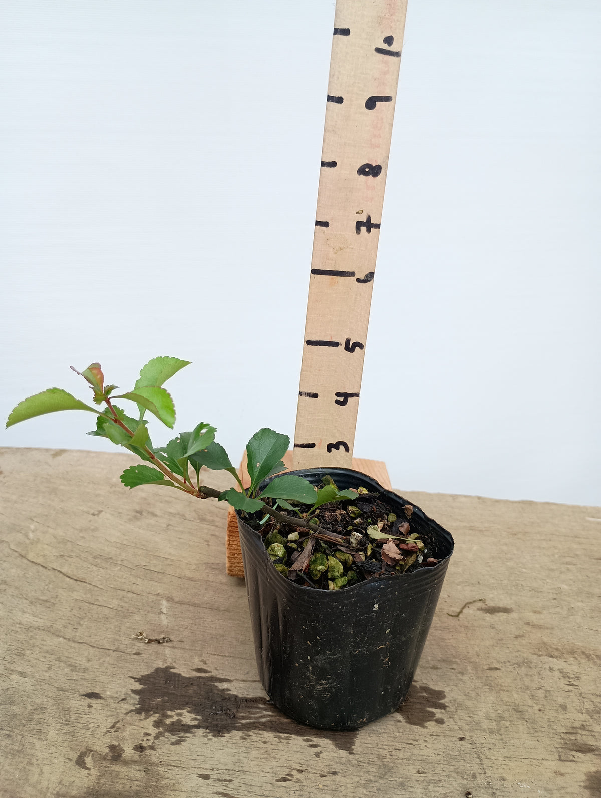 Chojubai-Red flower 1 year old cutting