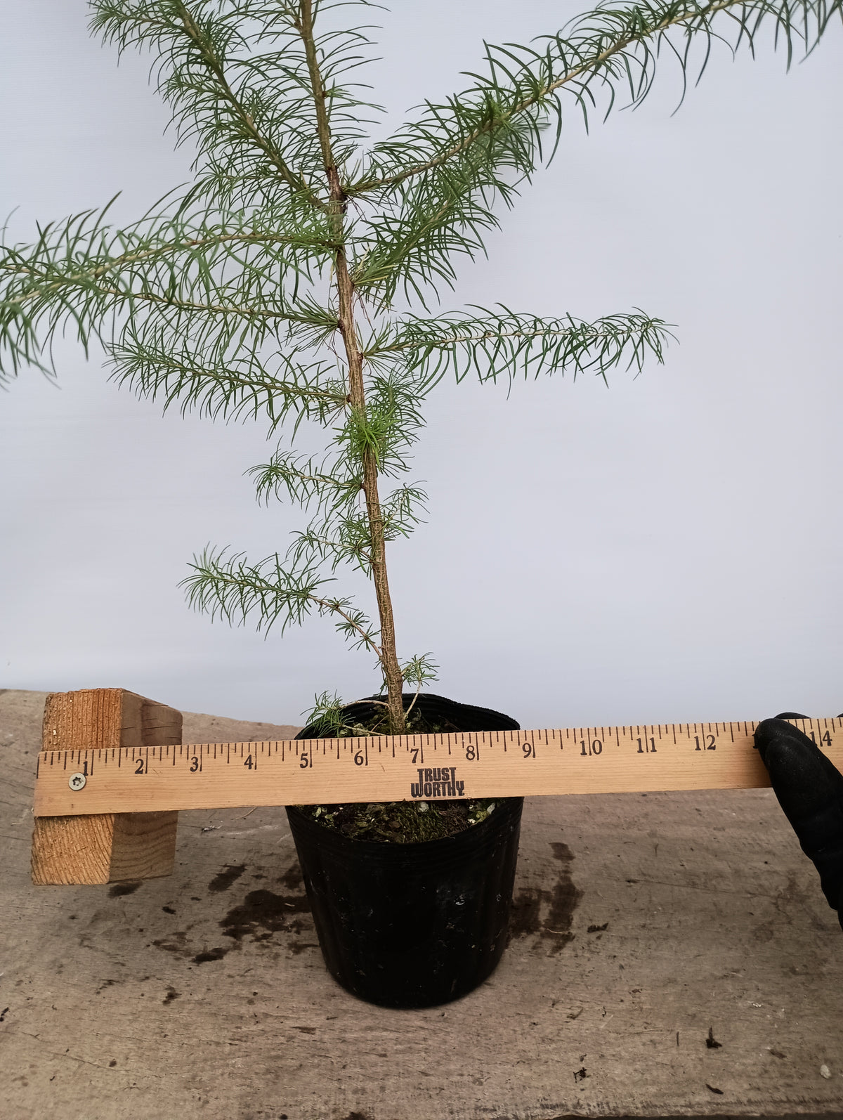 2 yr old Japanese Larch (Larix kaempferi) seedlings