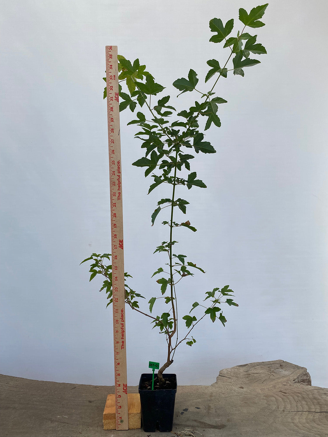 Trident Maple in a 4" pot (AB4-03)