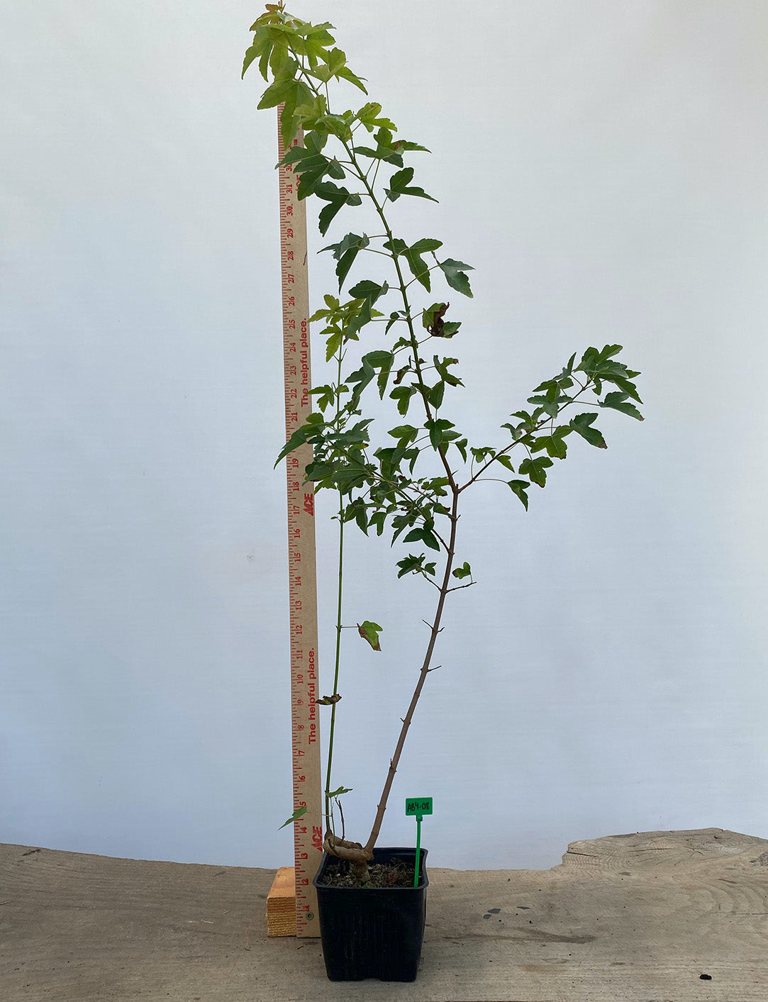 Trident Maple in a 4" pot (AB4-08)