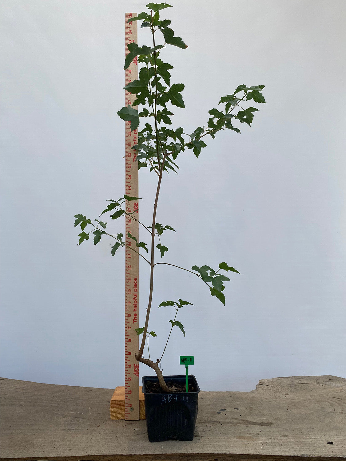 Trident Maple in a 4" pot (AB4-11)