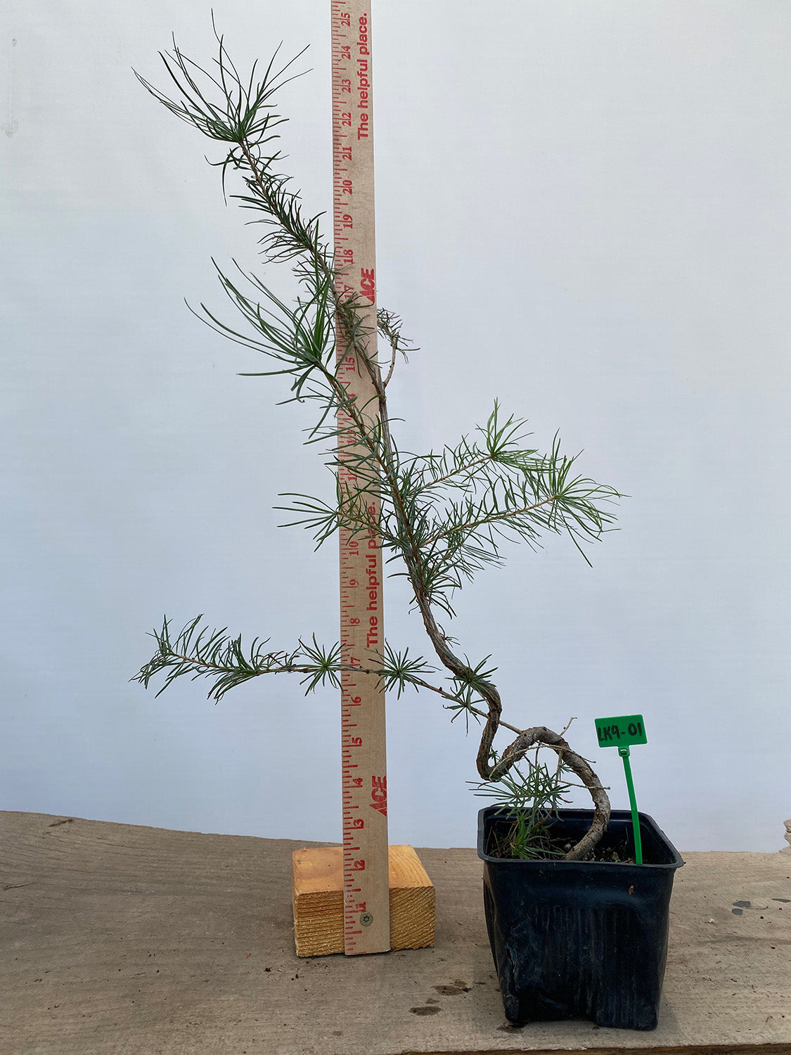 Larch in a 4" pot (LK4-01)