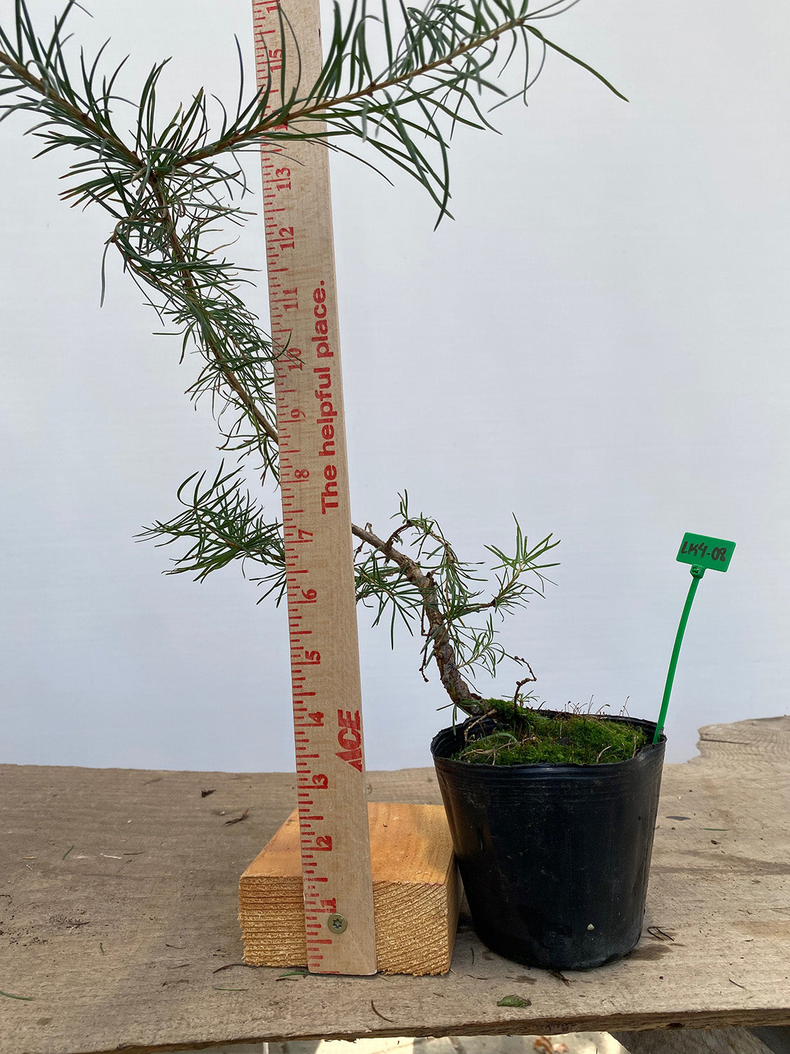 Larch in a 4" pot (LK4-08)