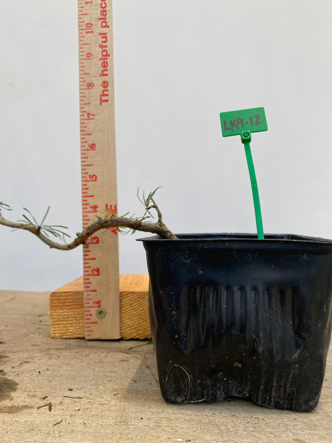 Larch in a 4" pot (LK4-12)