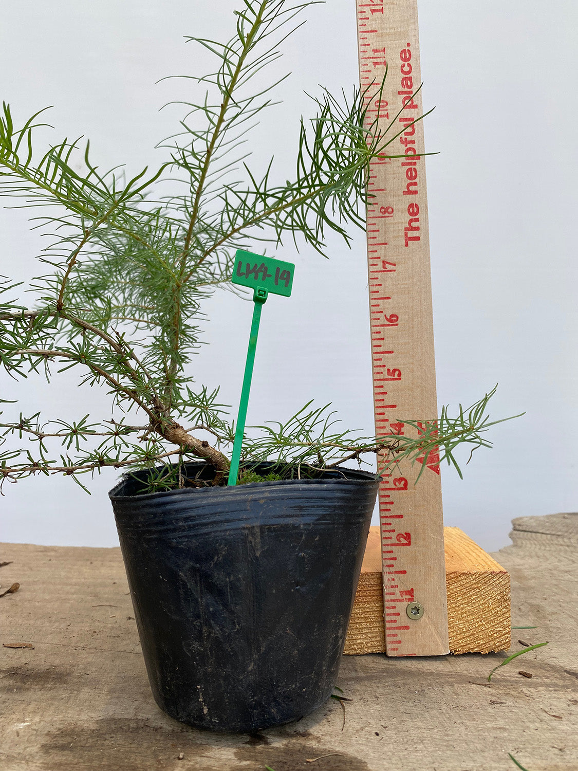 Larch in a 4" pot (LK4-14)