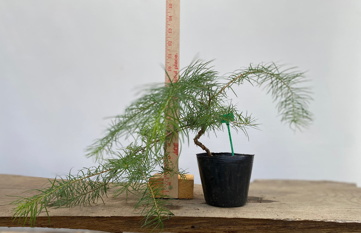 Larch in a 4" pot (LK4-15)