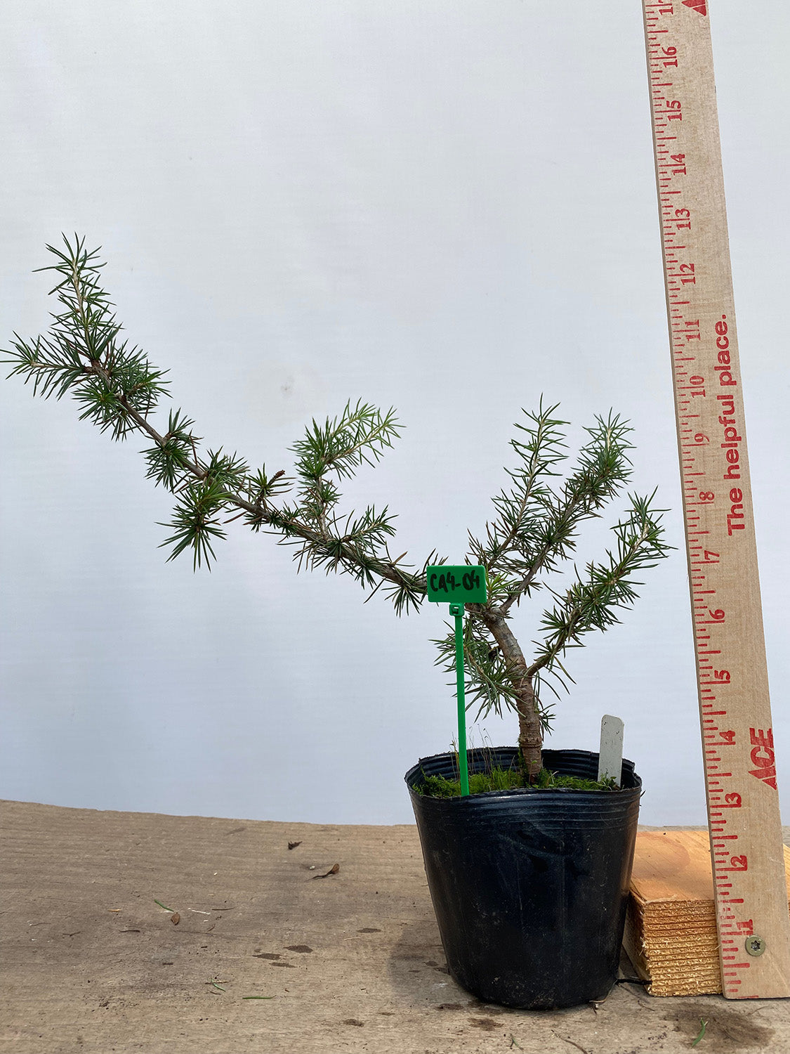 Green Atlas Cedar in a 4