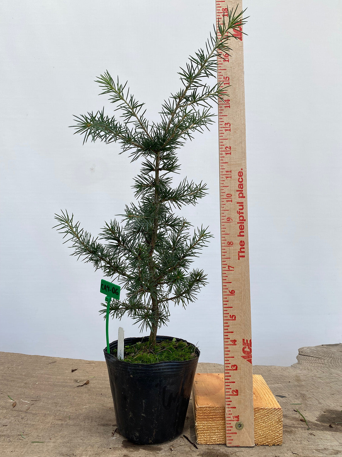 Green Atlas Cedar in a 4" pot (CA4-06)
