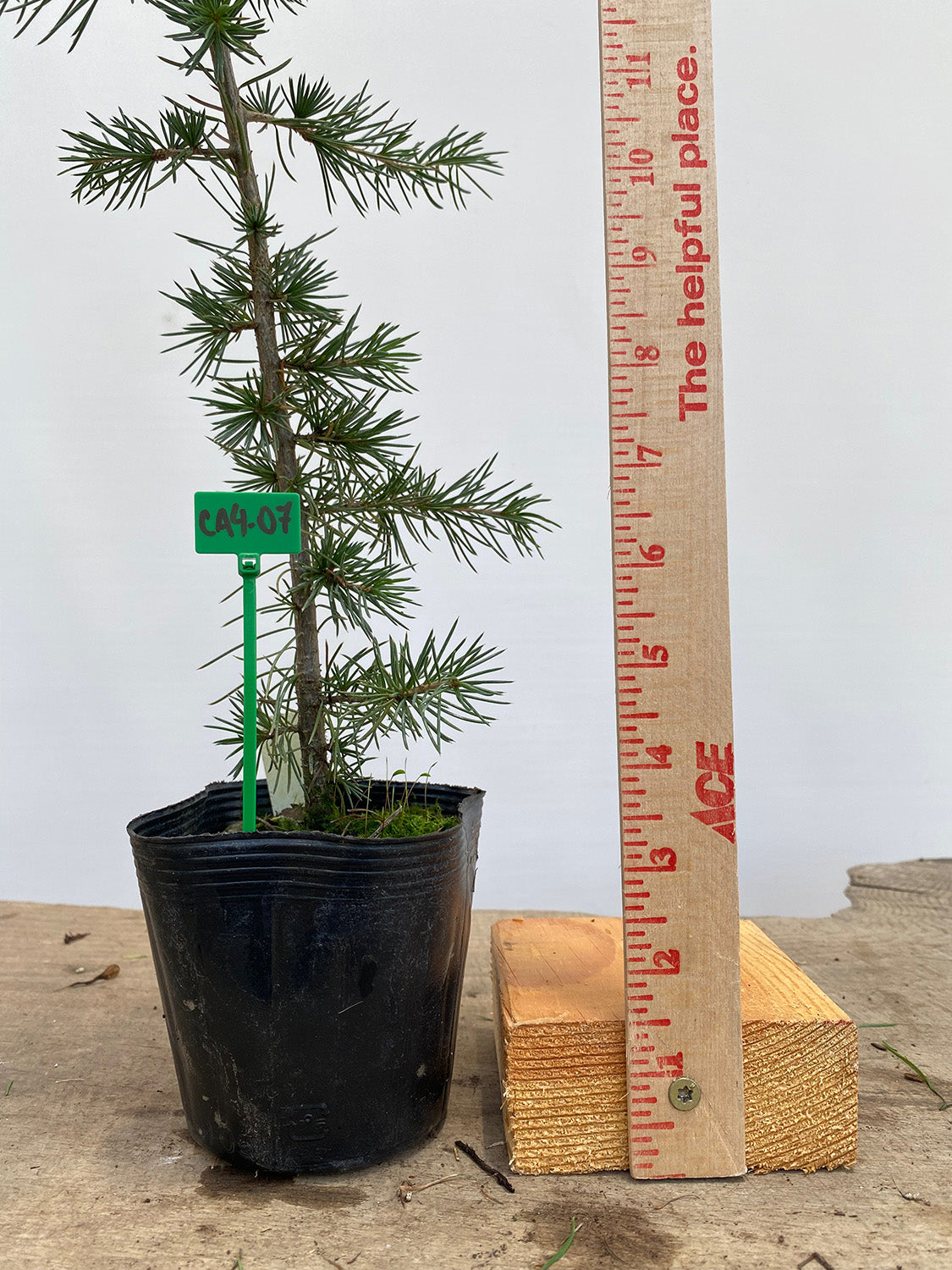 Green Atlas Cedar in a 4" pot (CA4-07)