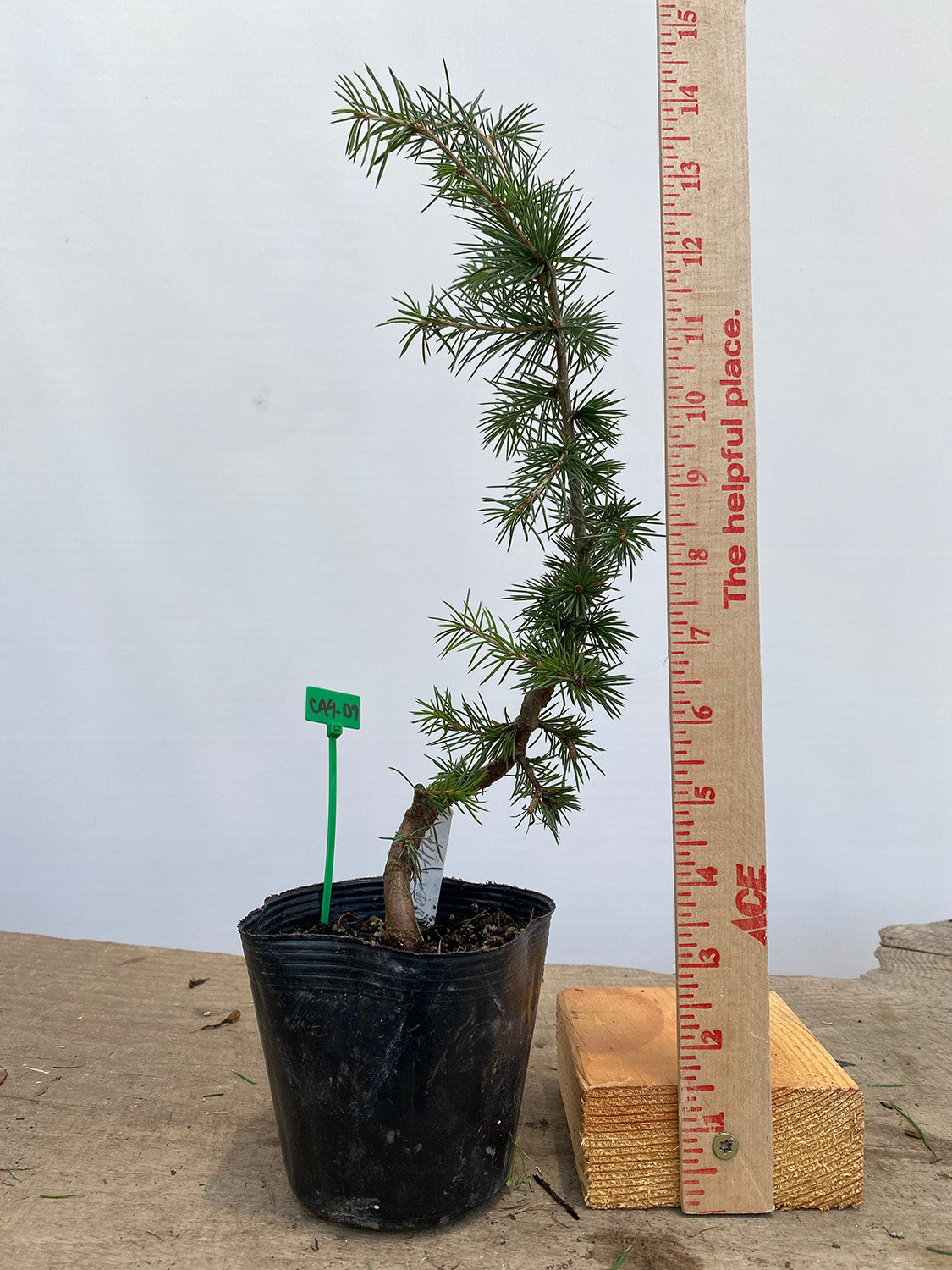 Green Atlas Cedar in a 4" pot (CA4-09)