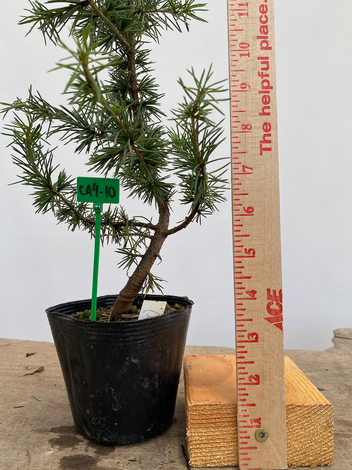Green Atlas Cedar in a 4" pot (CA4-10)