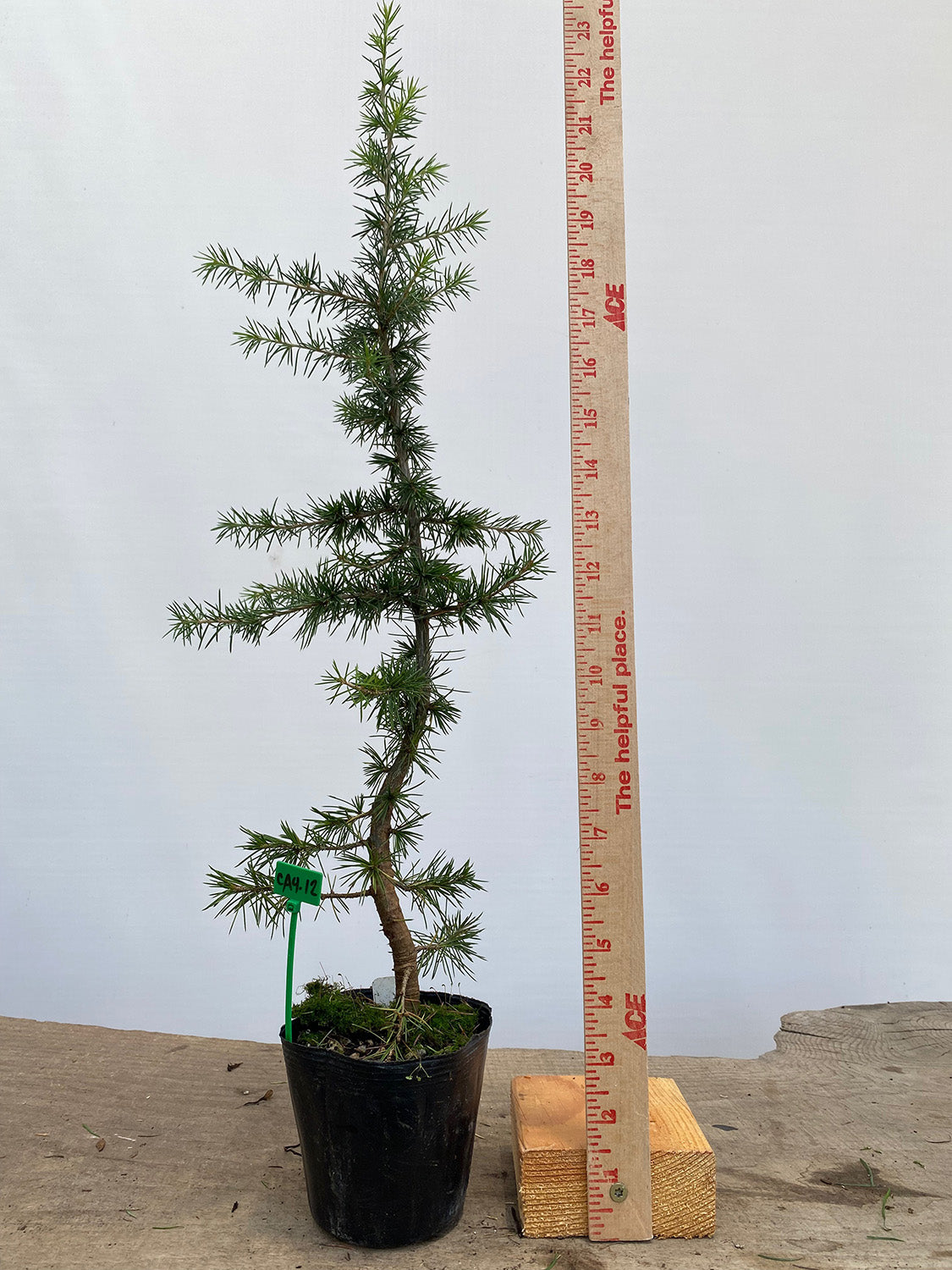 Green Atlas Cedar in a 4" pot (CA4-12)
