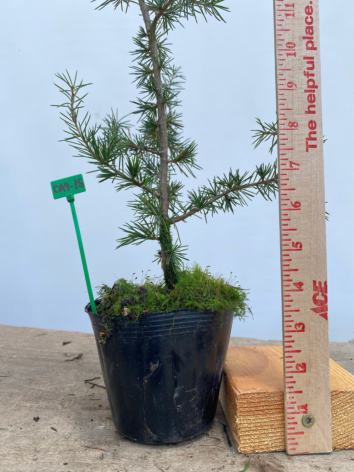 Green Atlas Cedar in a 4" pot (CA4-15)